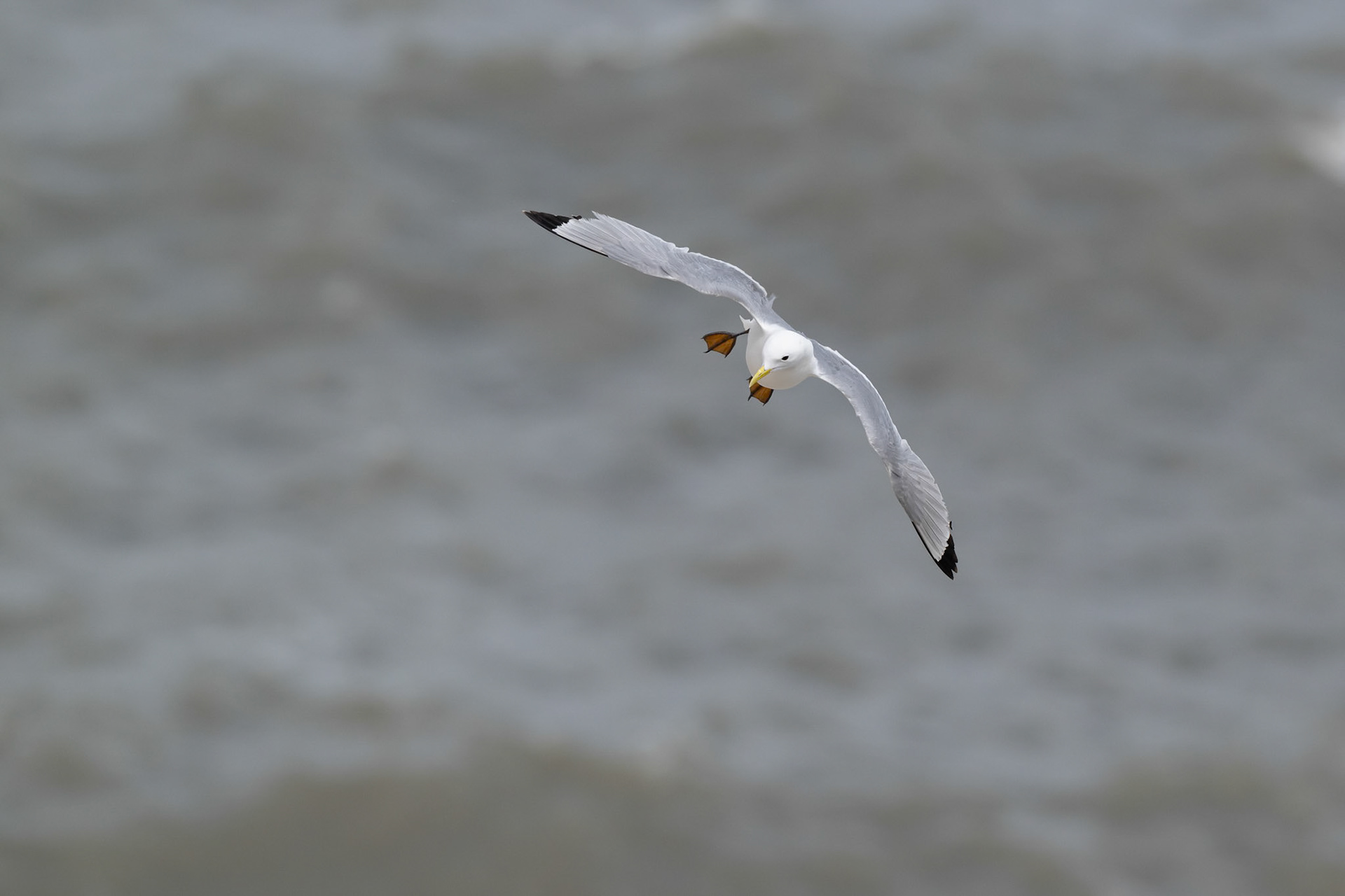 Kittiwake