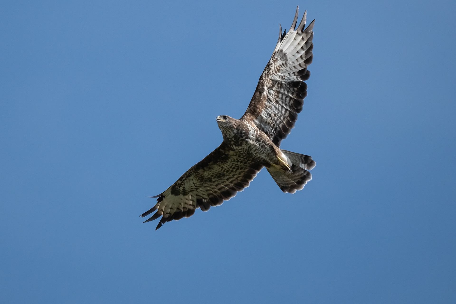 Buzzard