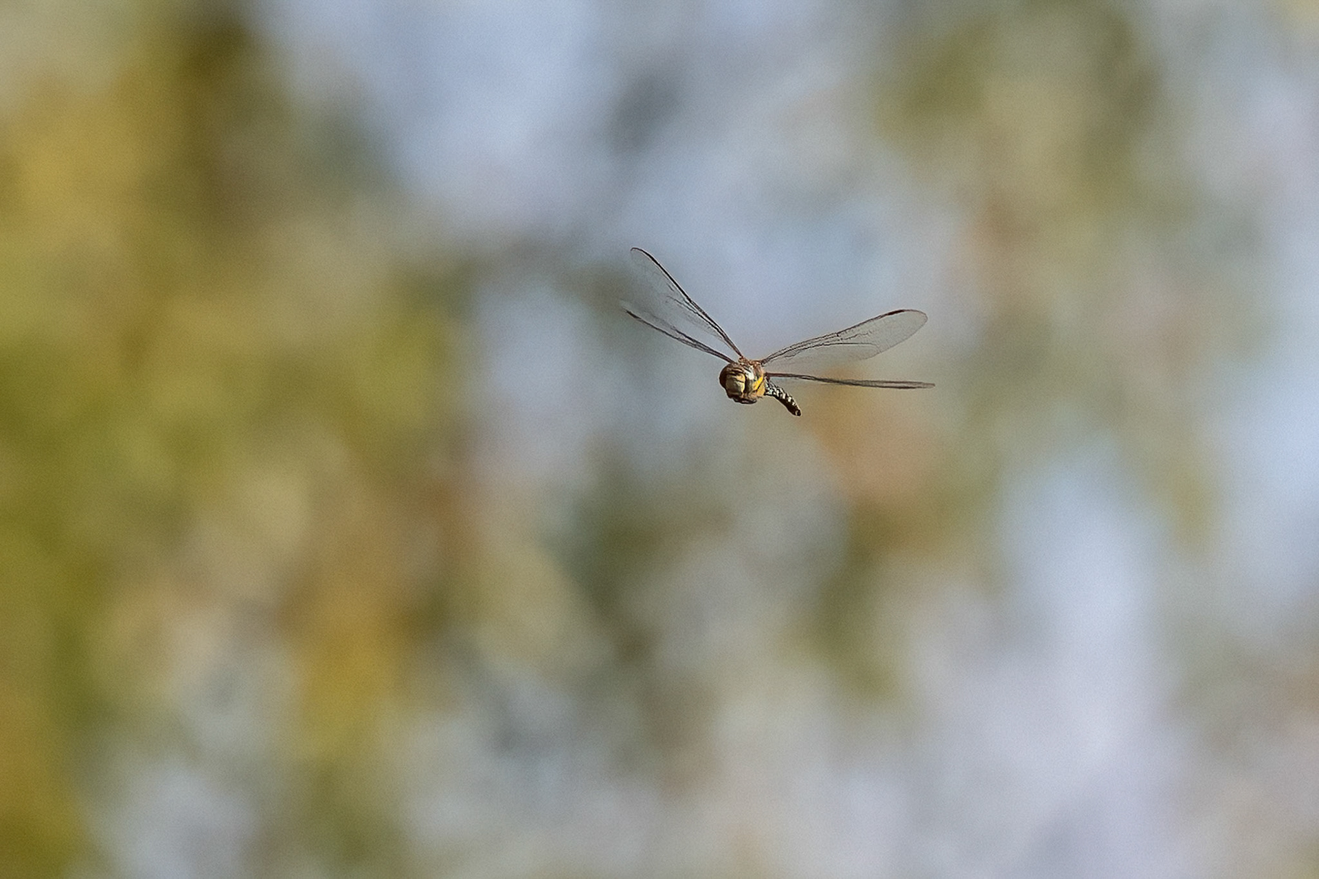 Southern Hawker Dragonfly 