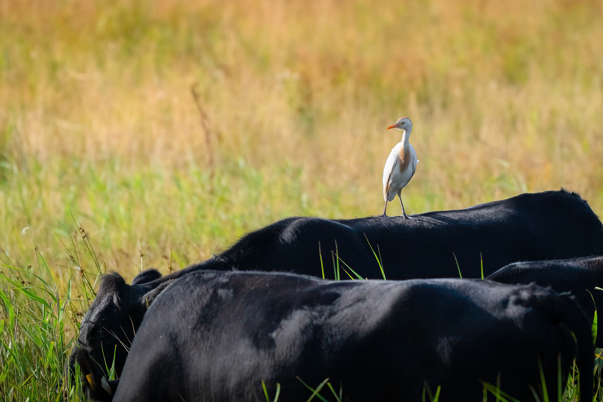 Cattle Egret