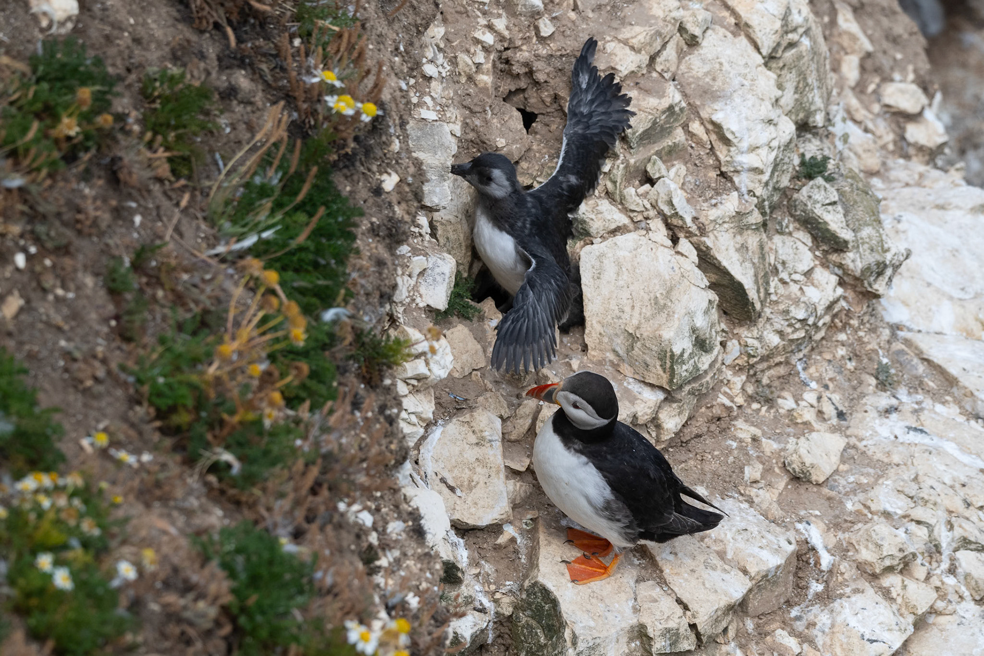 Puffin