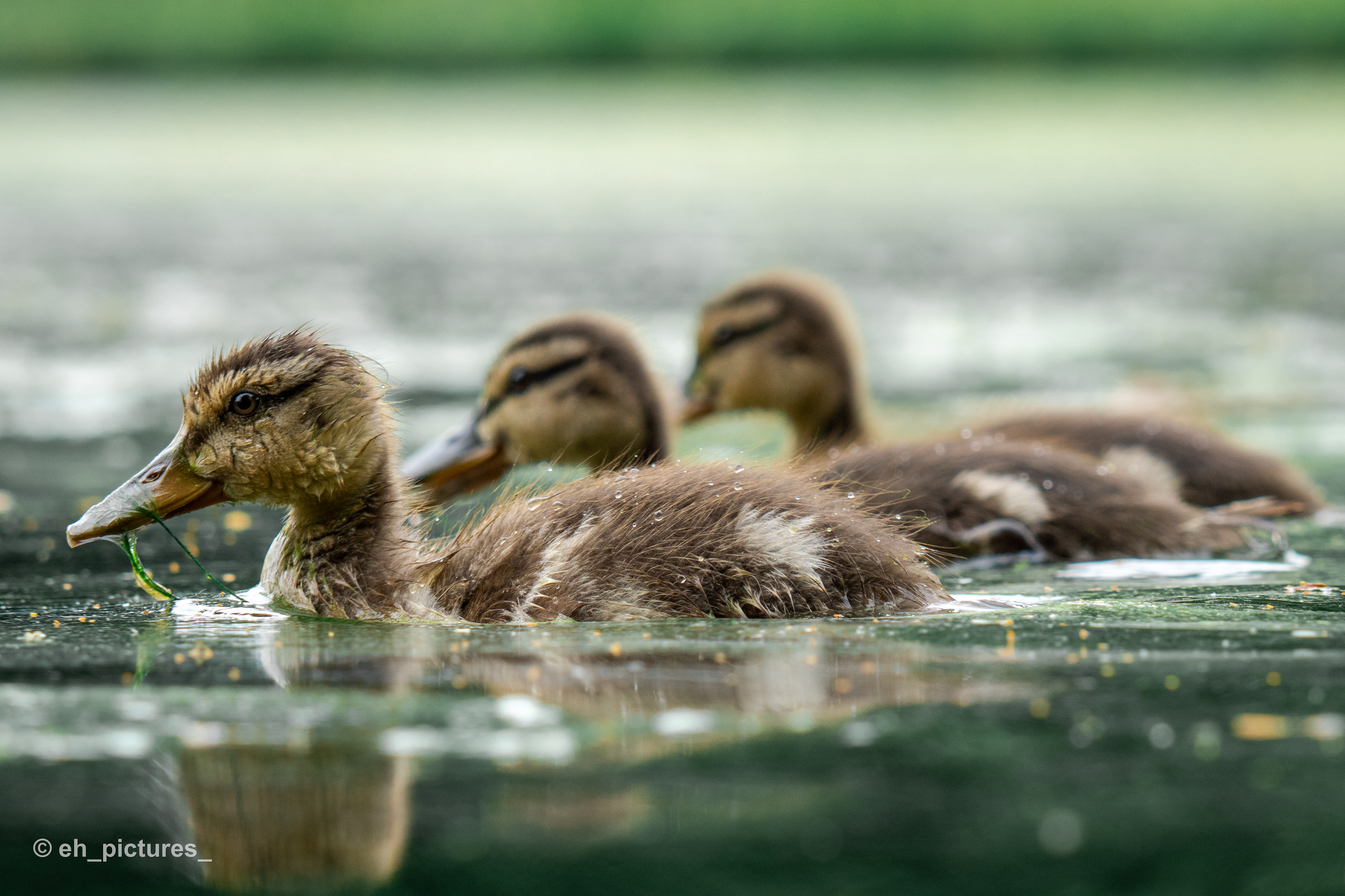 Ducklings