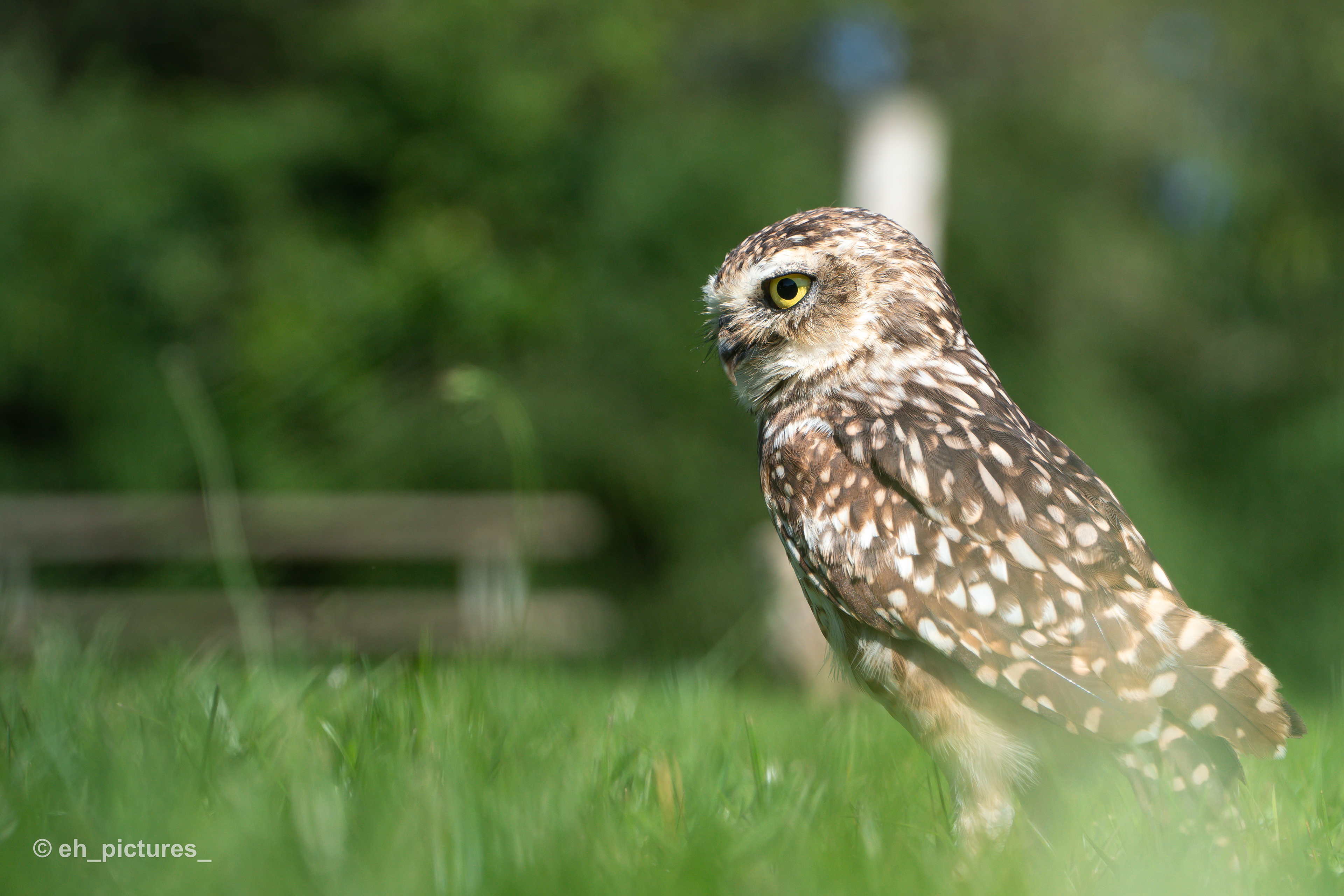 Little Owl
