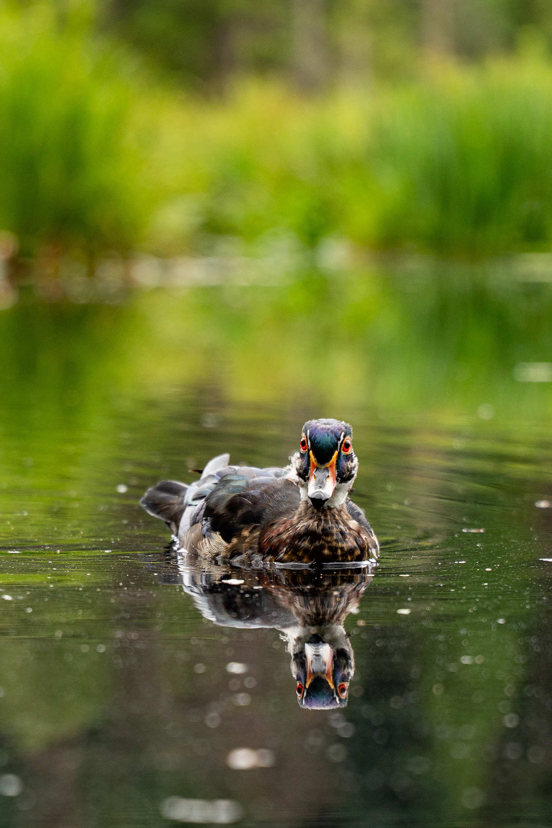 Duck