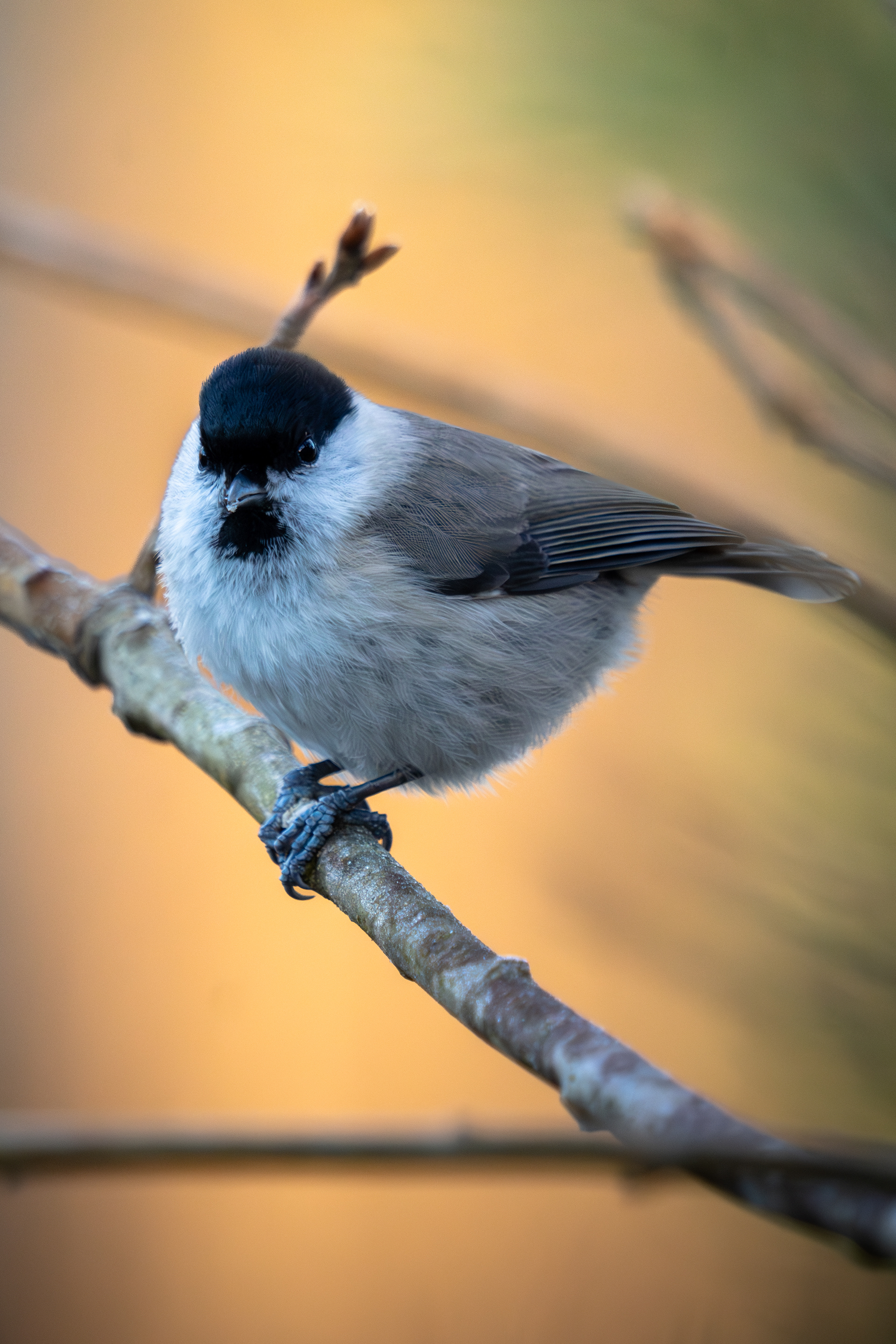 Marsh Tit