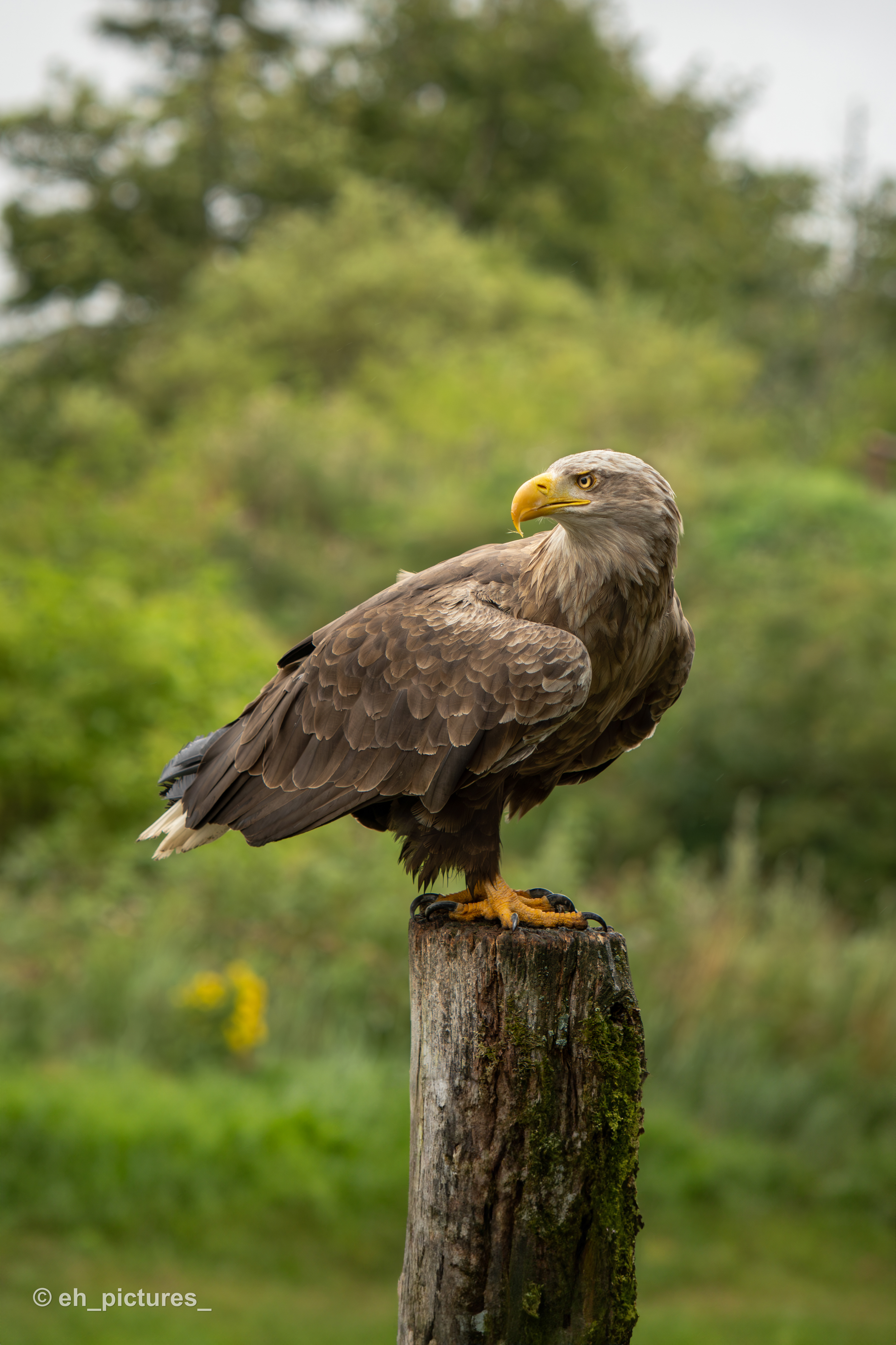 Sea Eagle