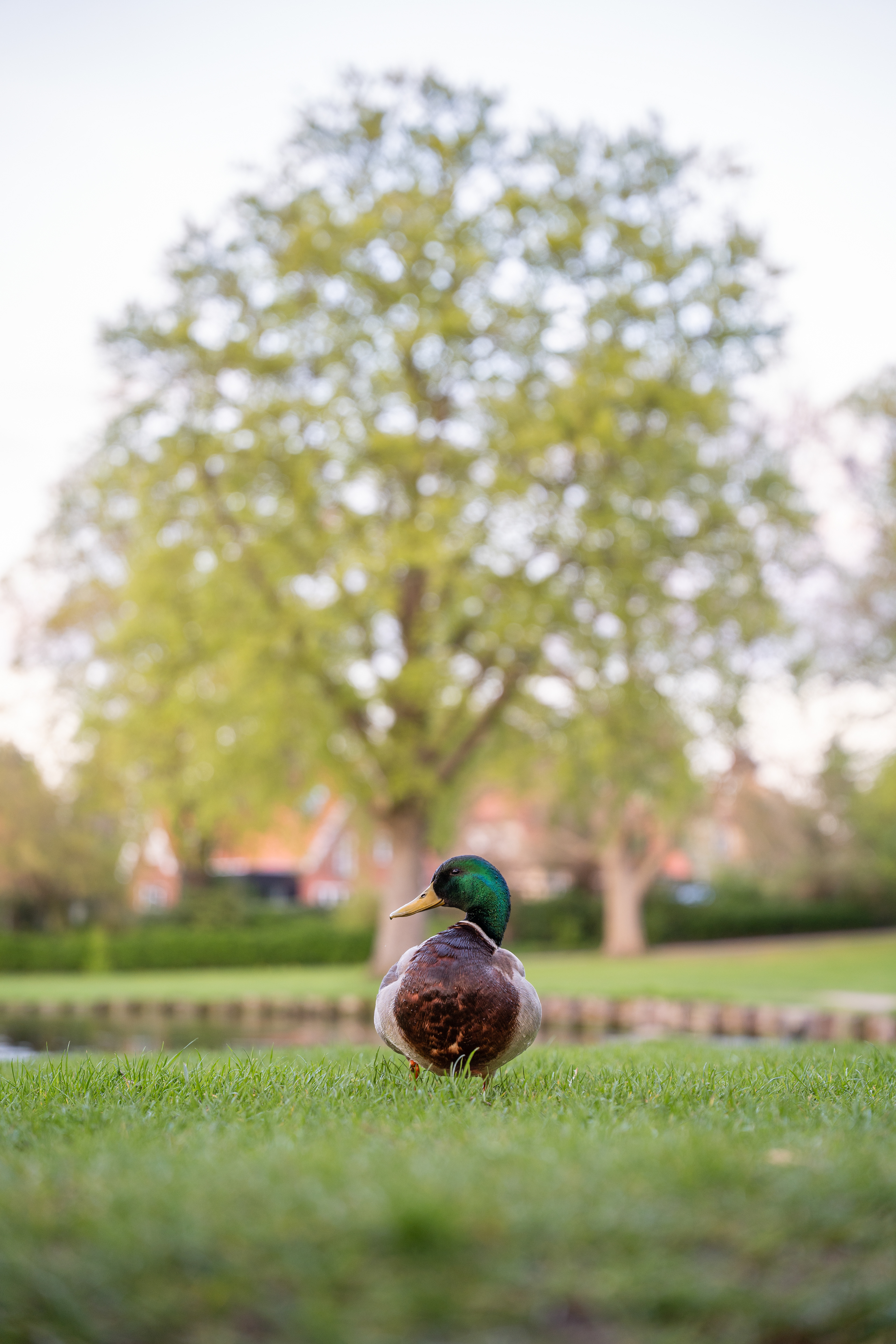 Mallard, Male