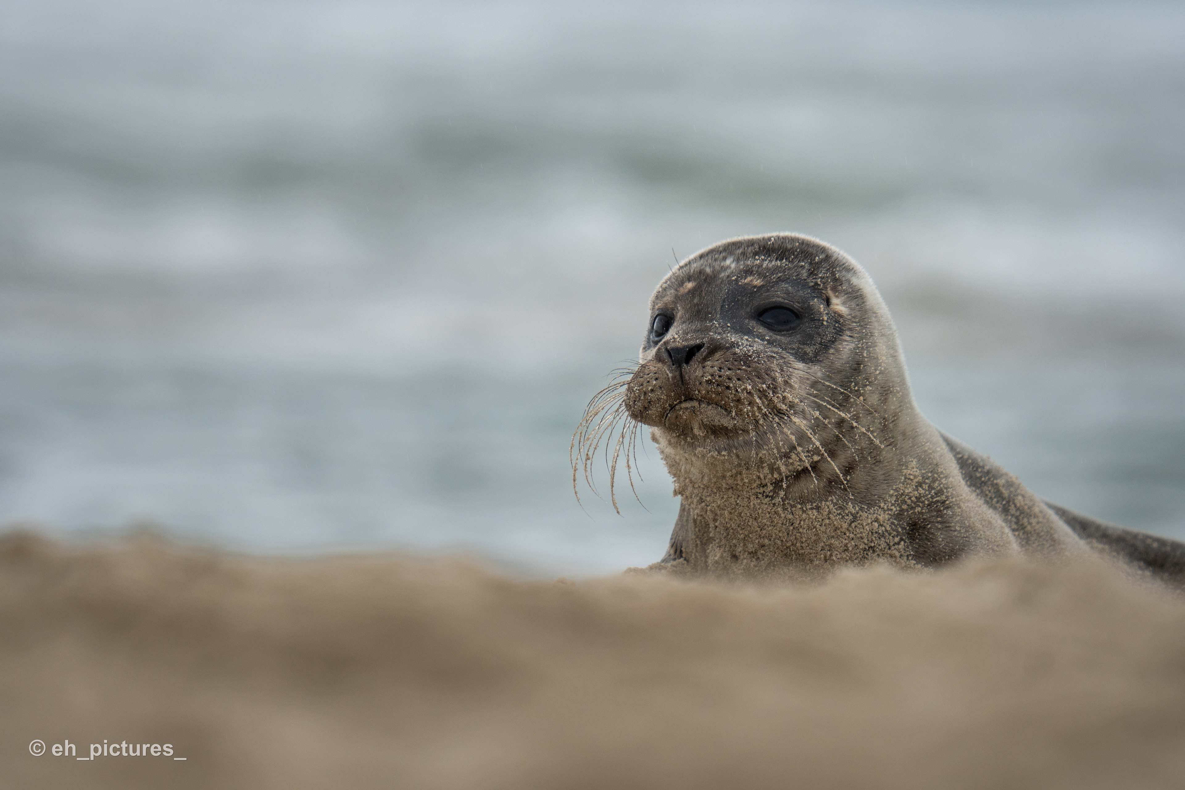 Seal