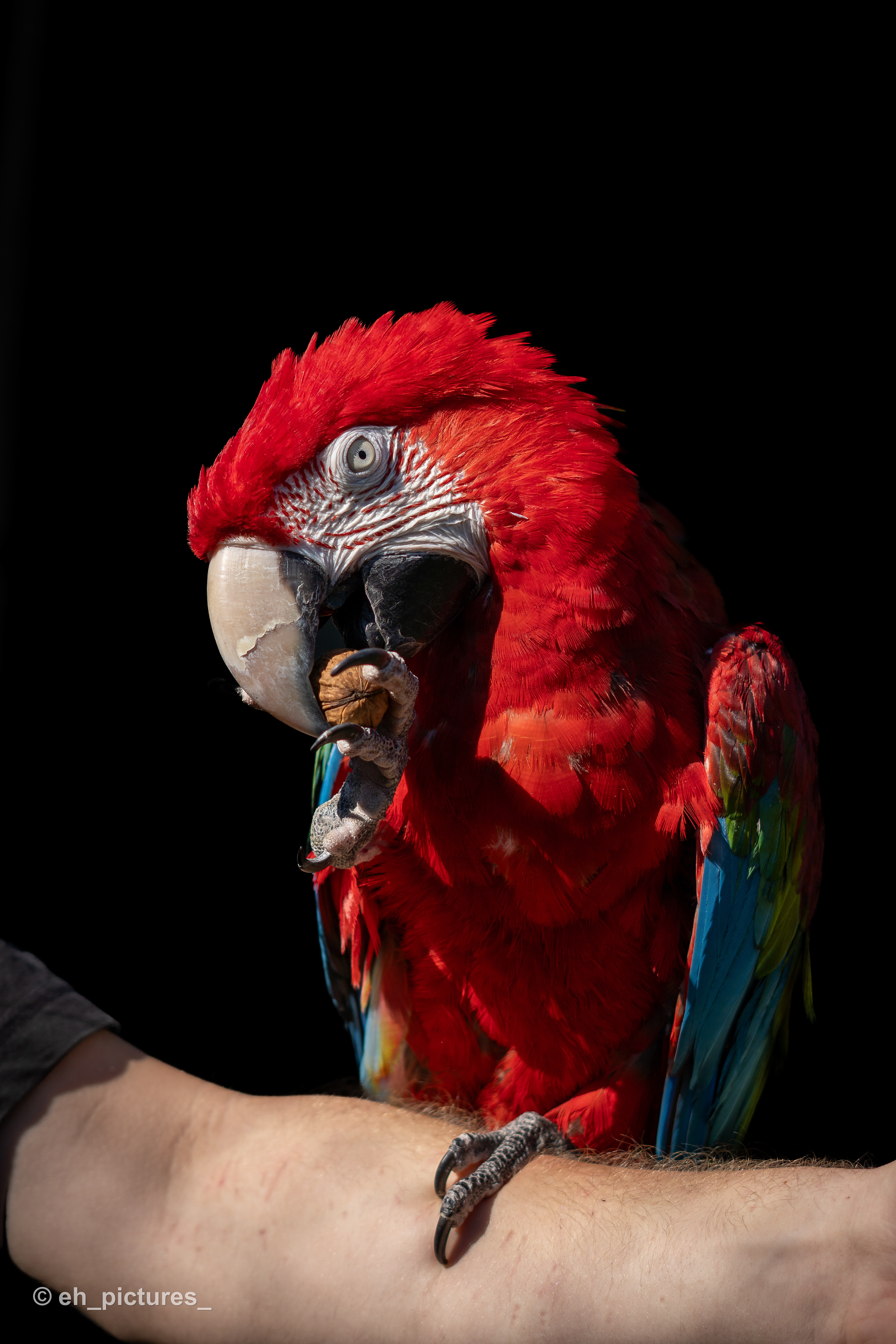 Parrot