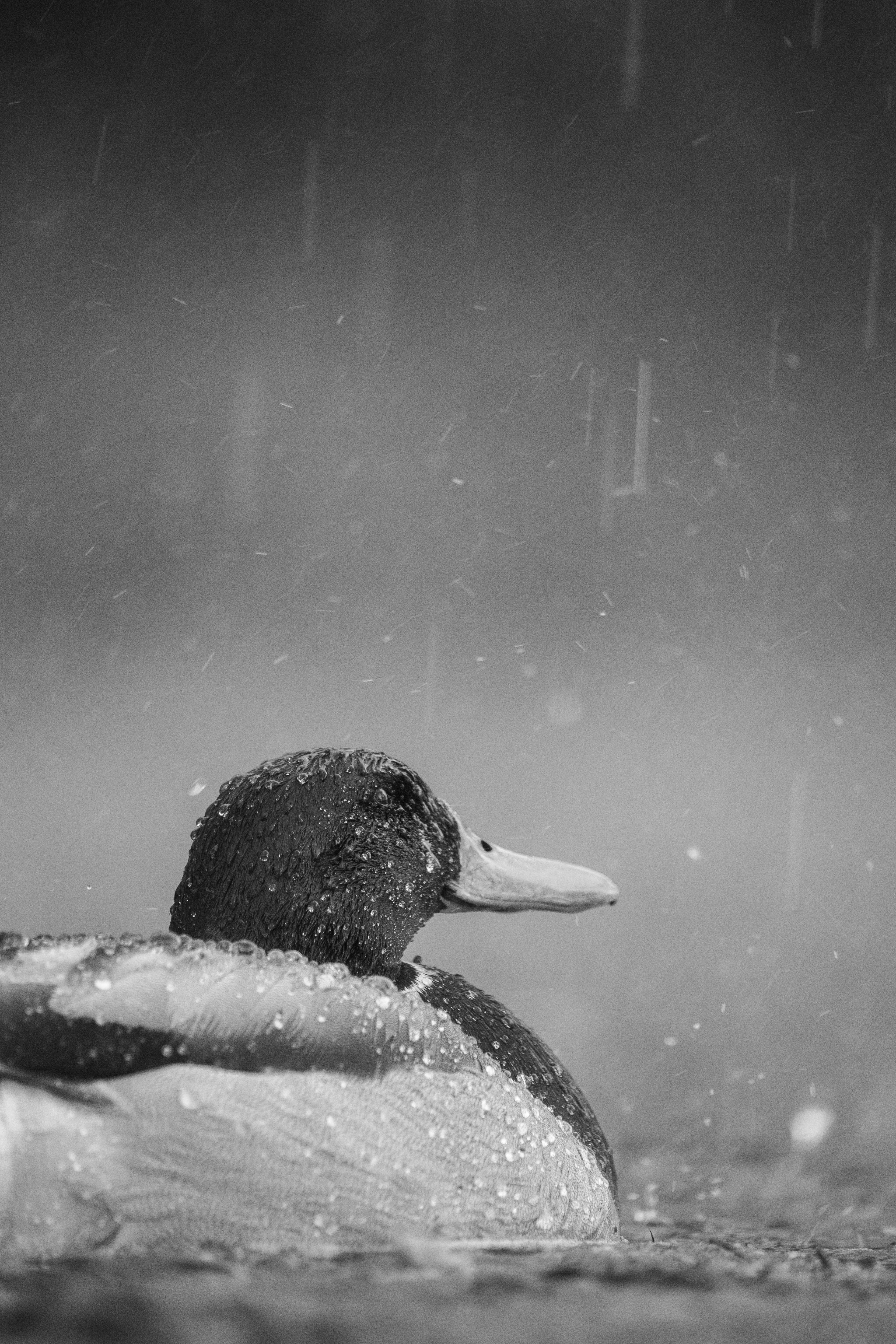 Mallard, Male