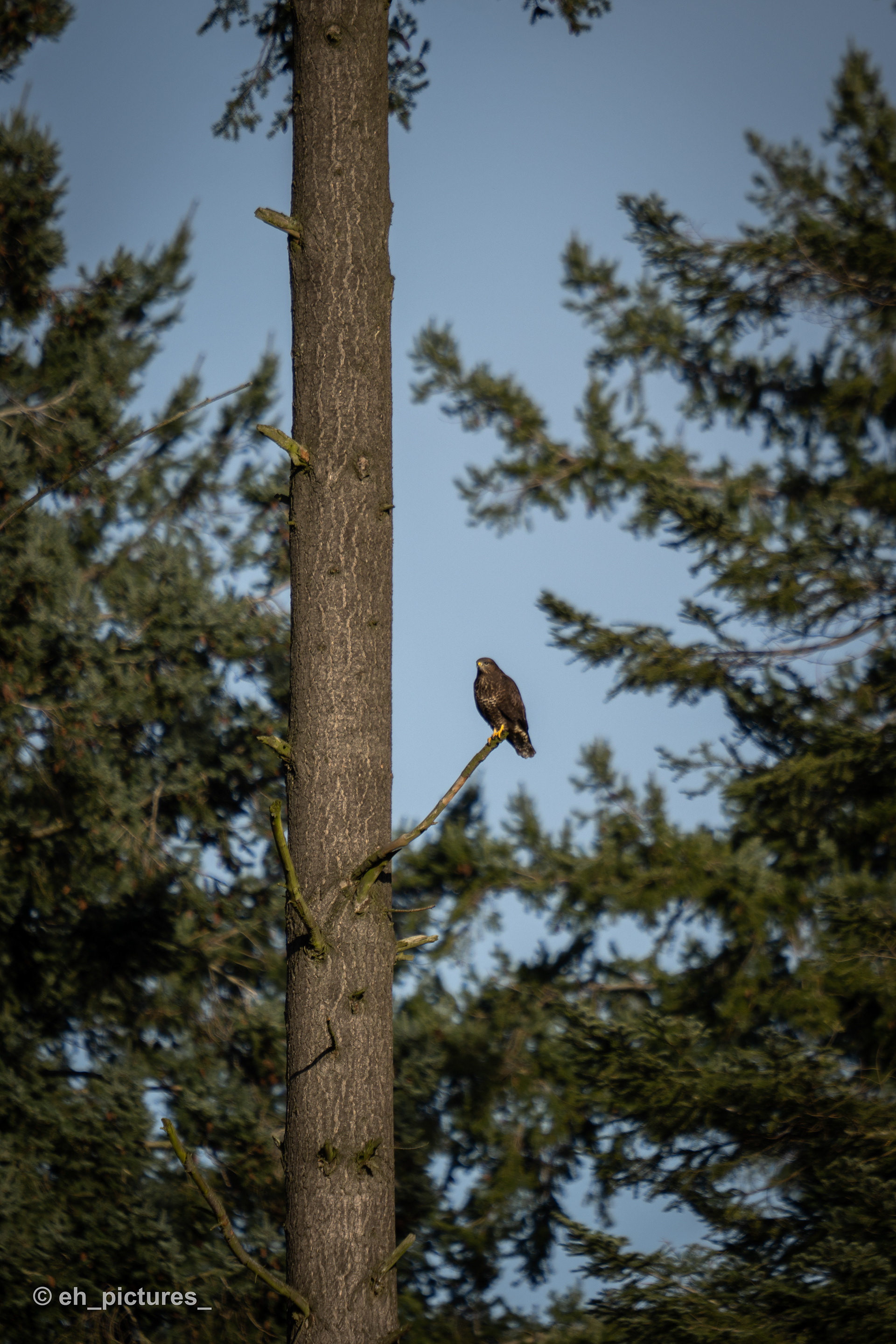 Buzzard