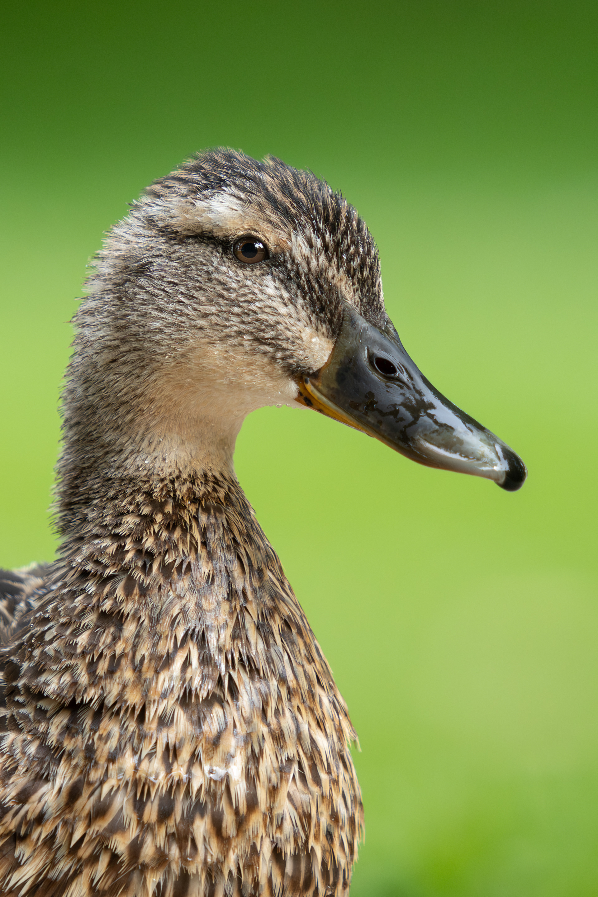 Mallard, Female