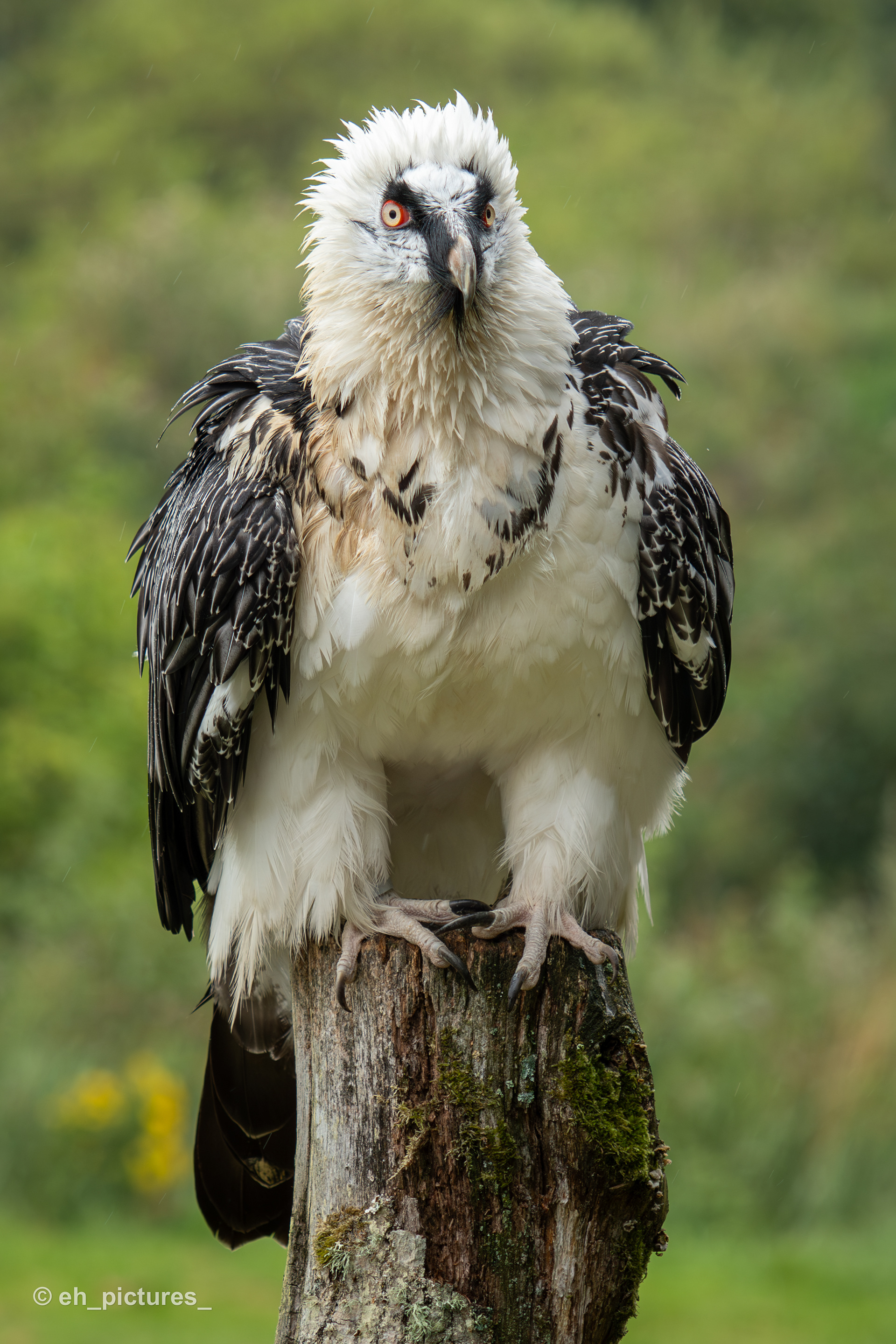 Bearded Vulture