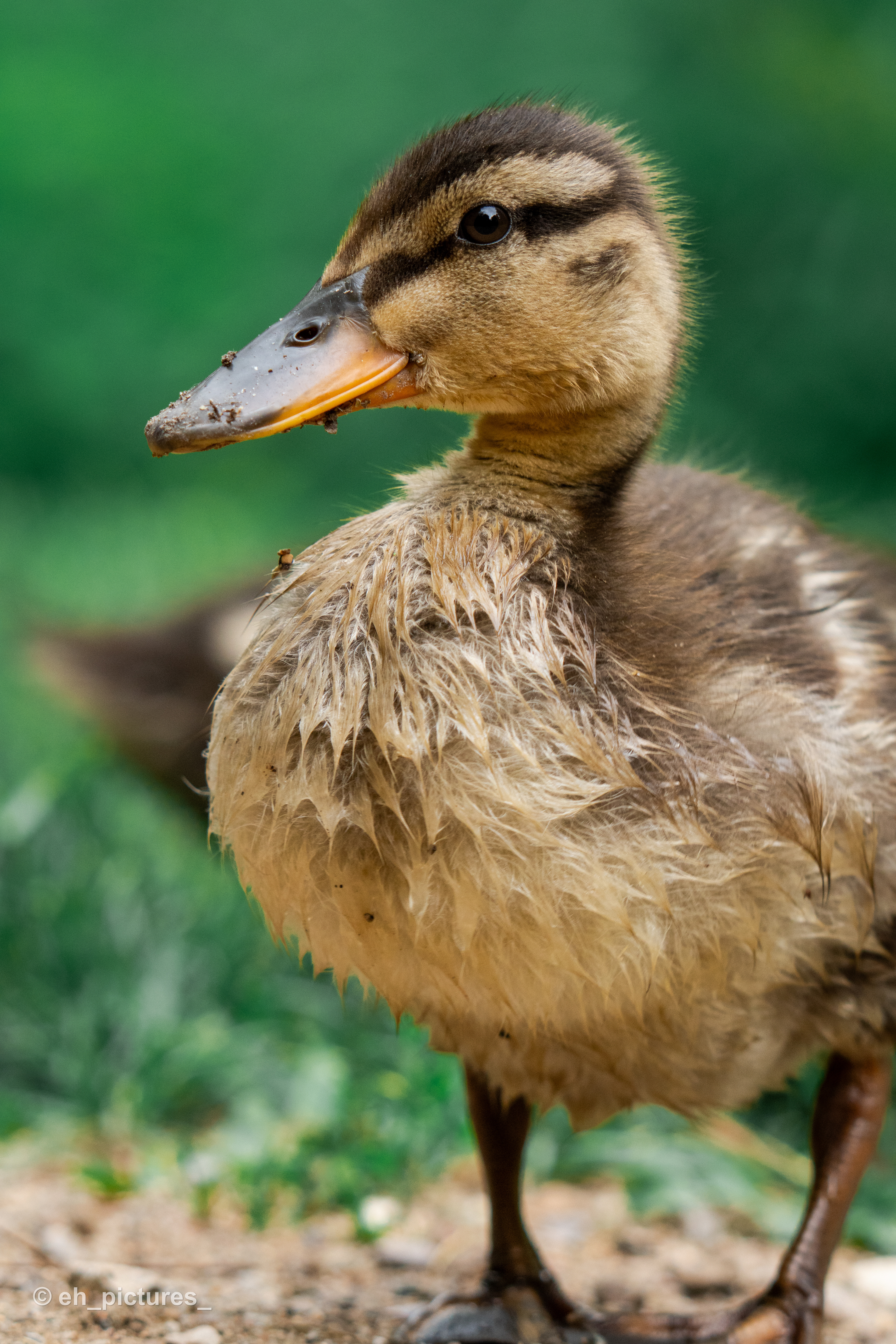 Duckling