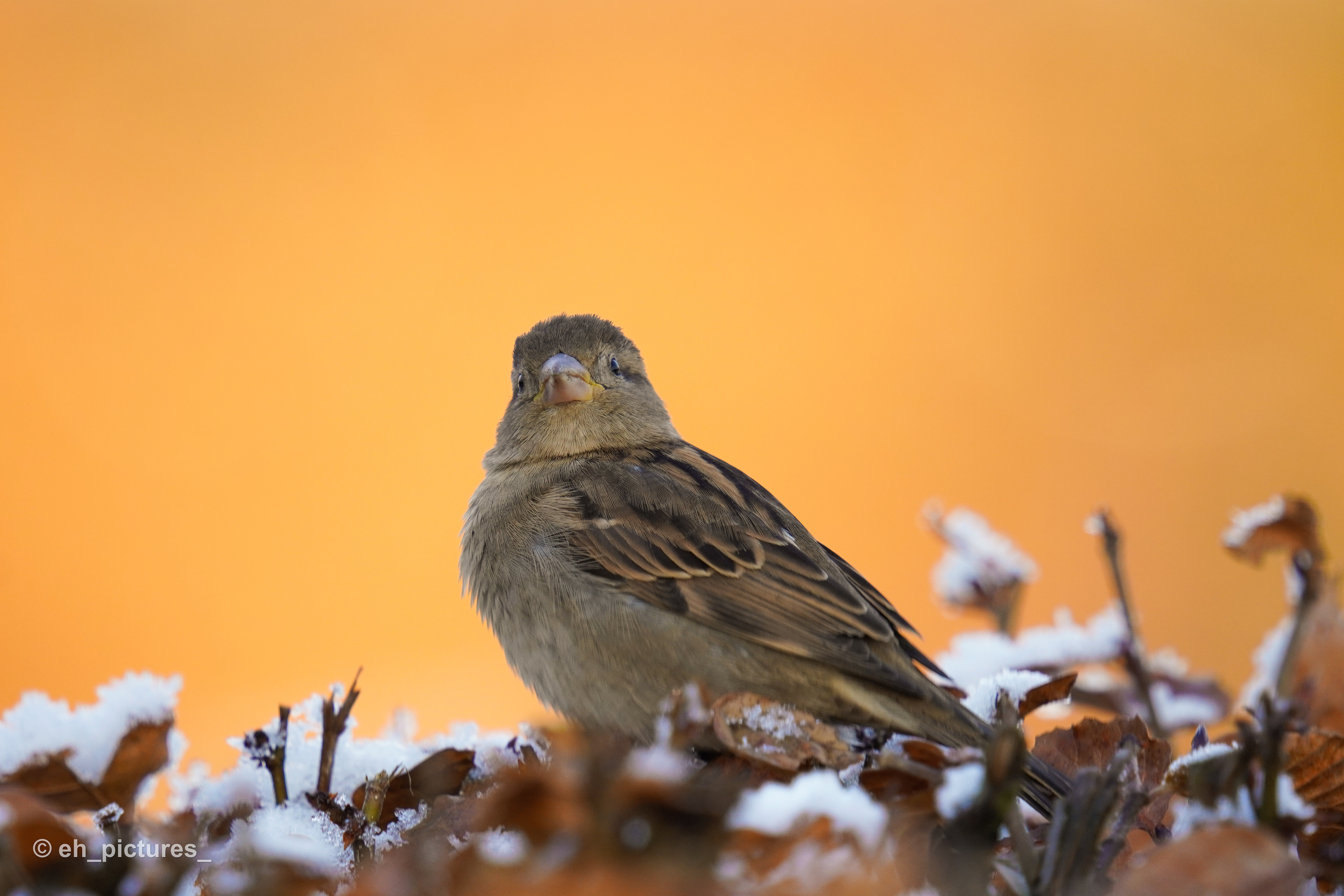 House Sparrow