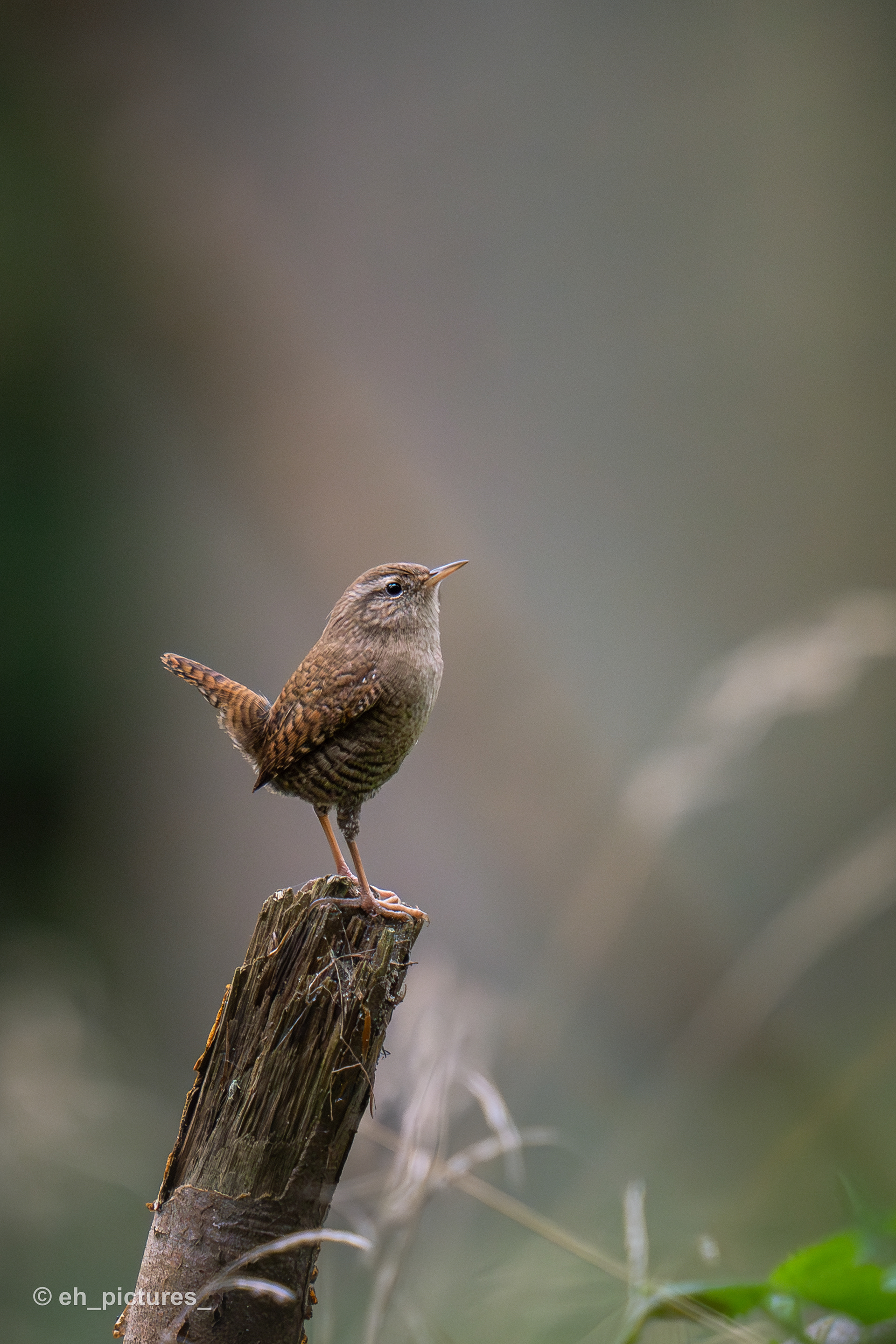 Wren