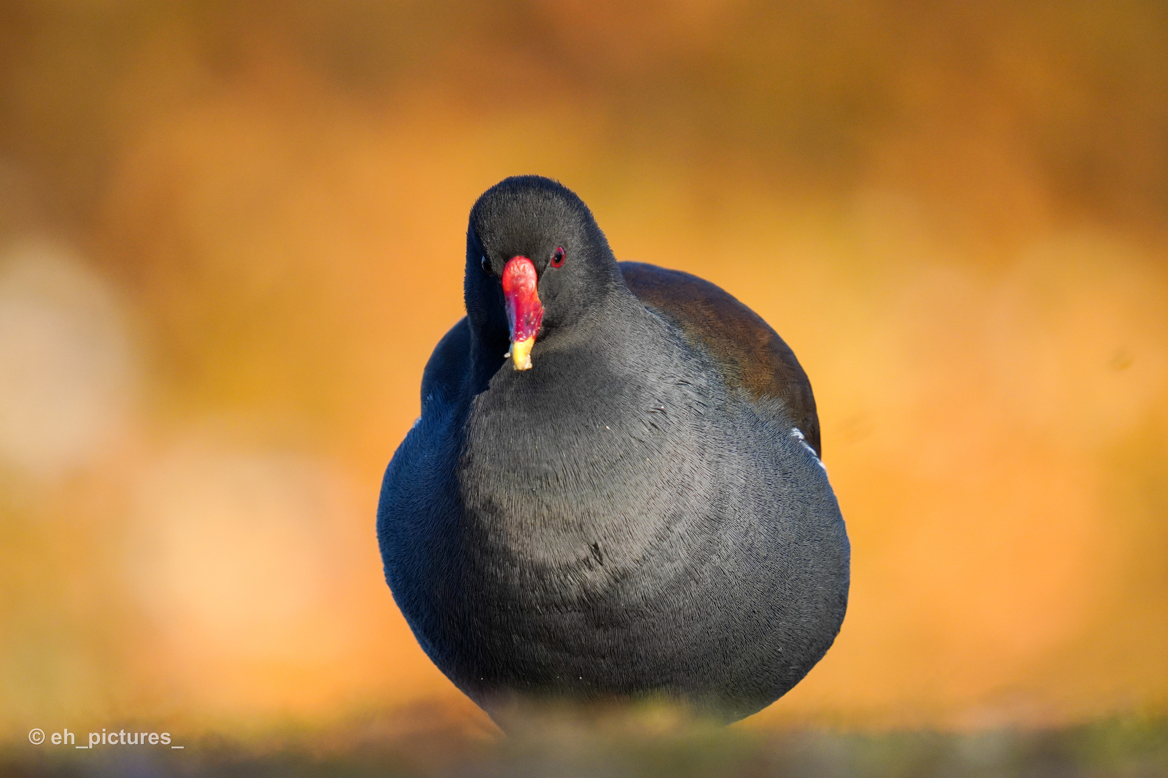 Common Moorhen
