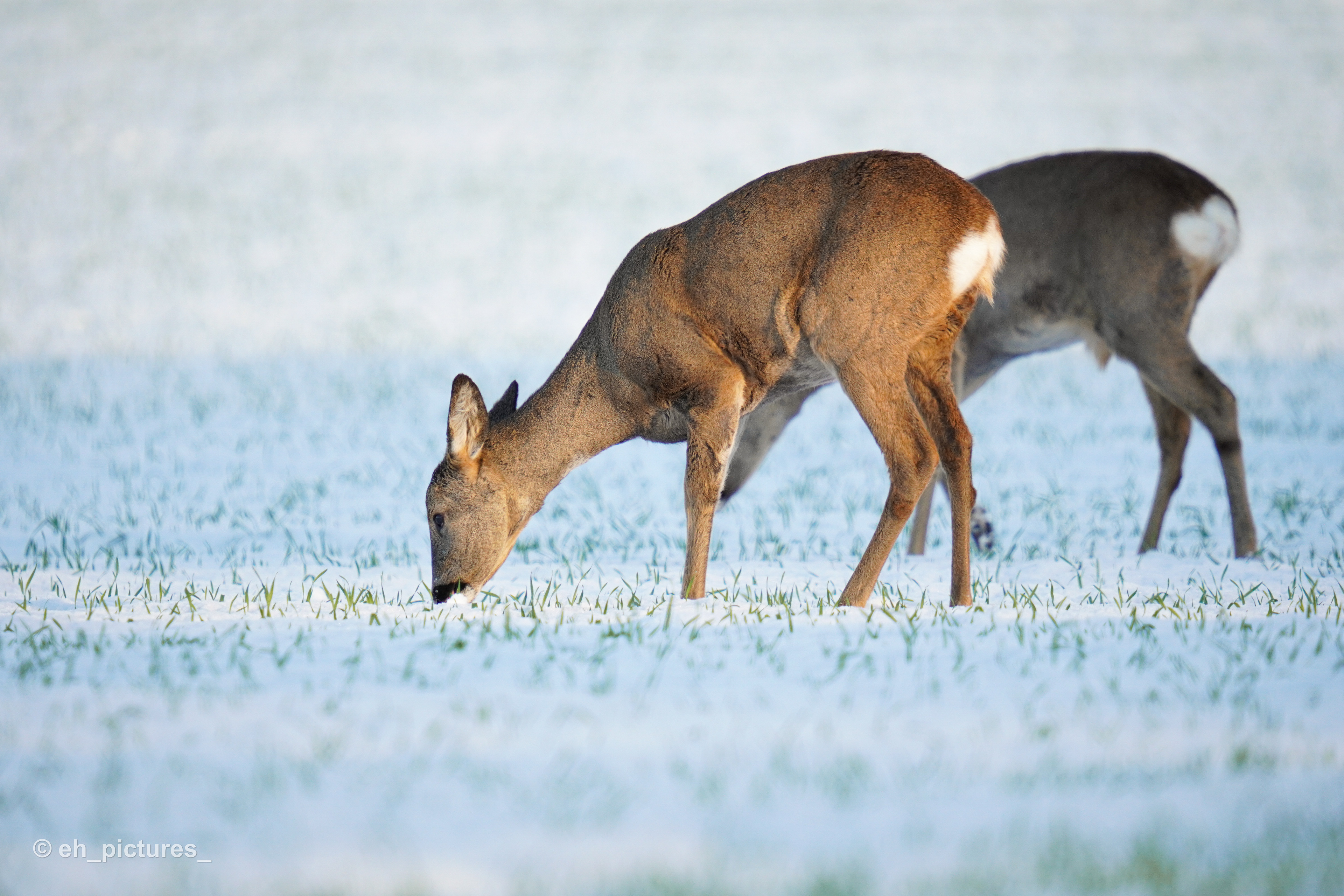 Deer