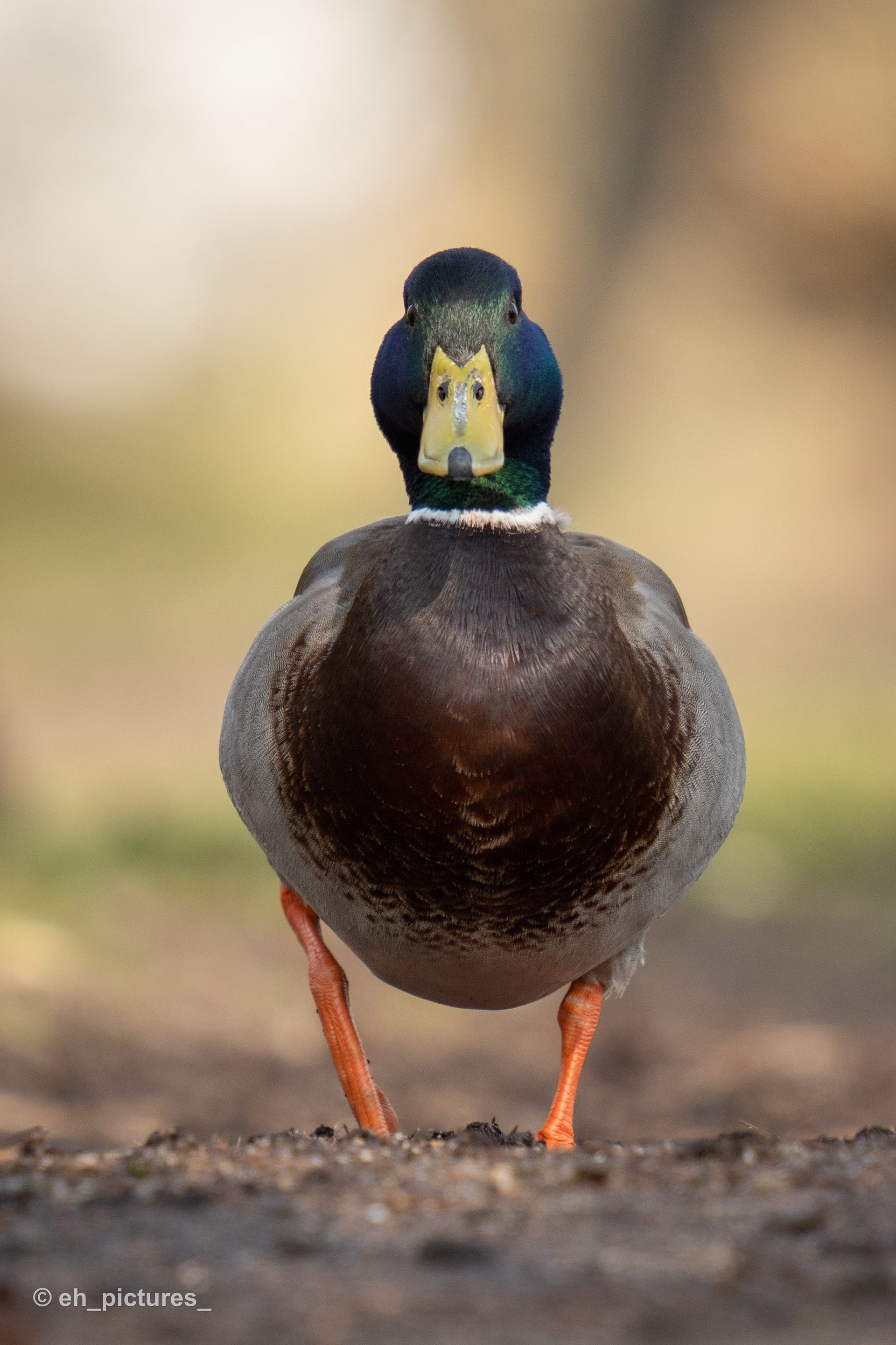 Mallard, Male
