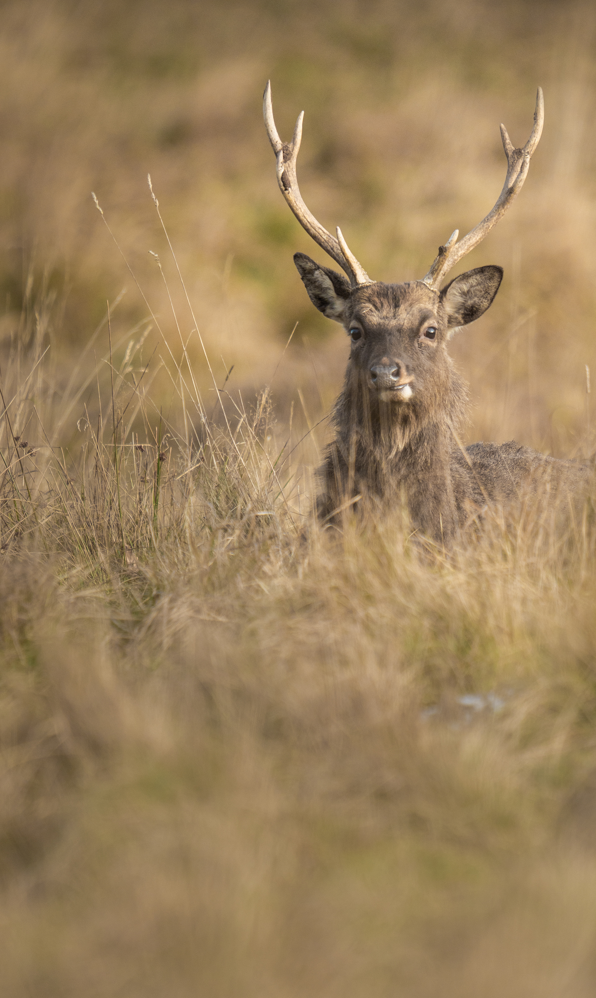Red Deer