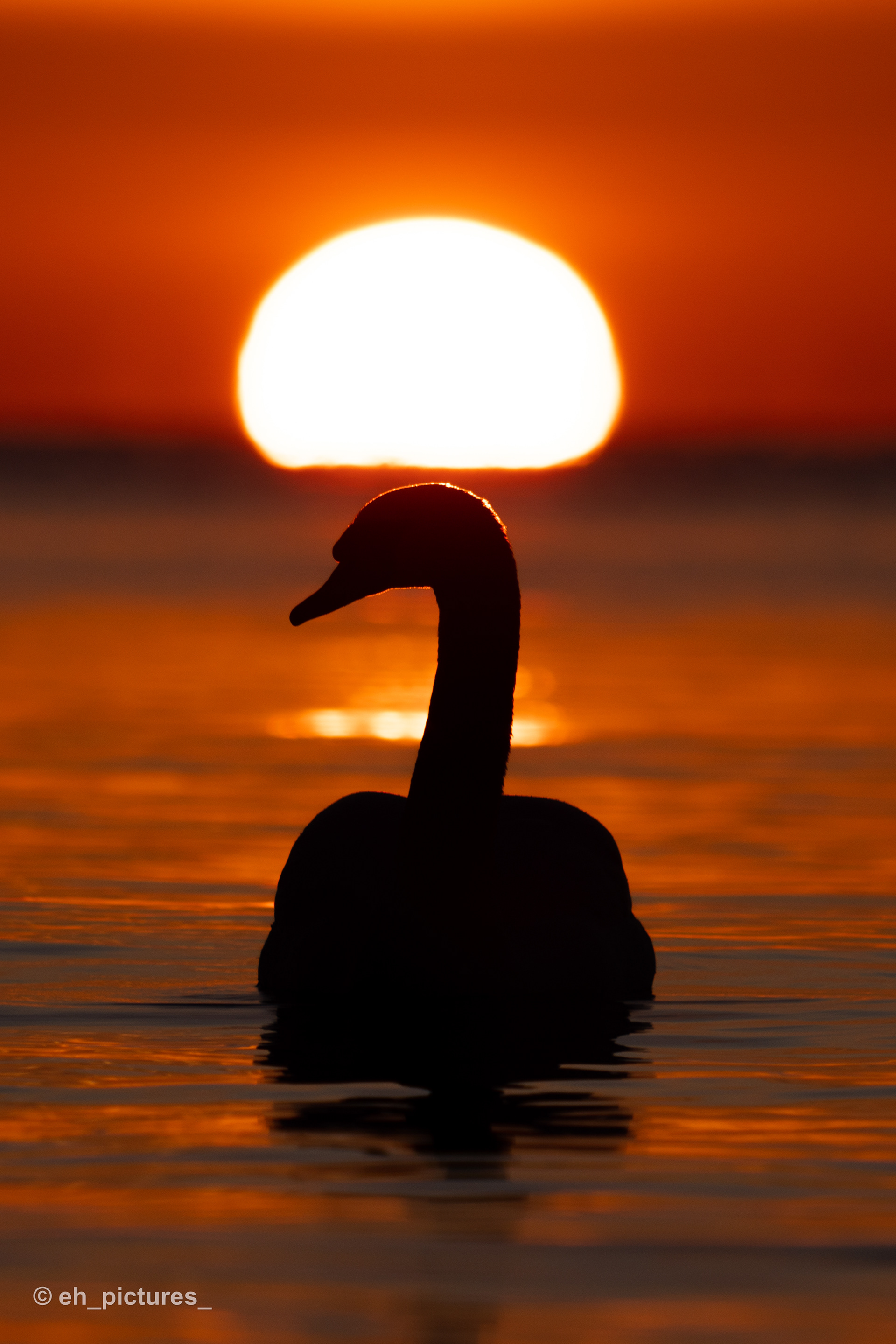 Swan