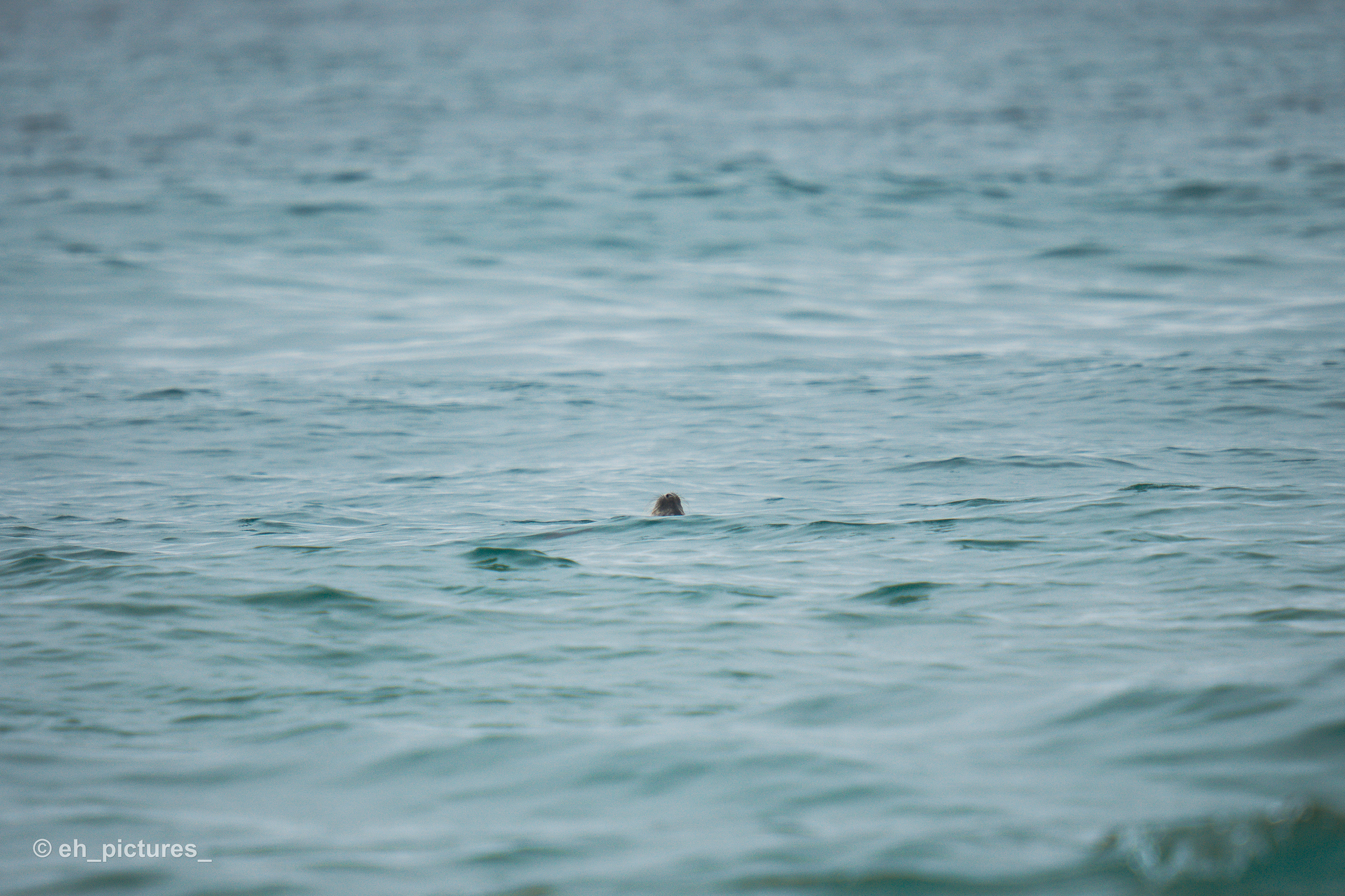 Seal
