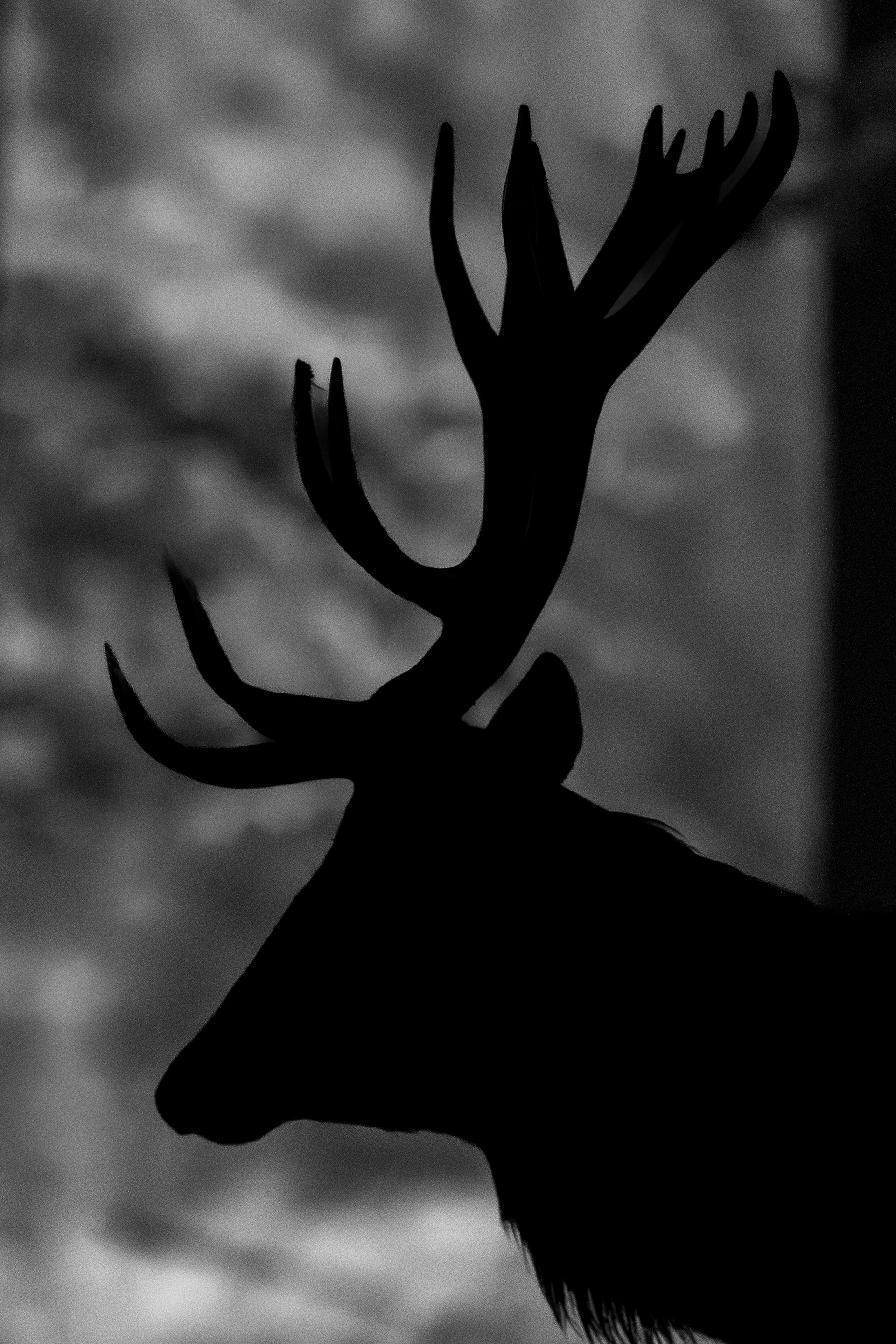 Red Deer