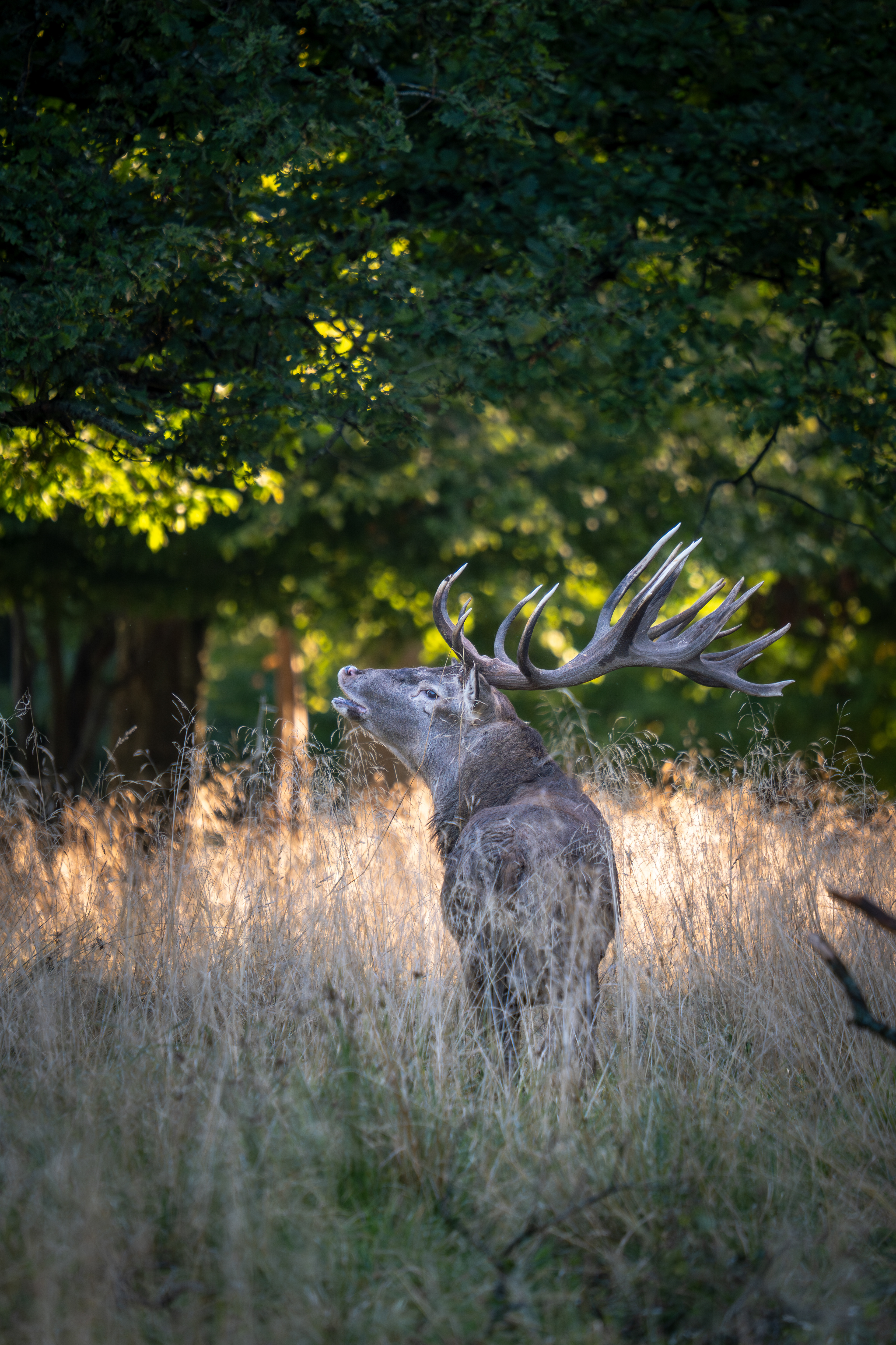 Red Deer