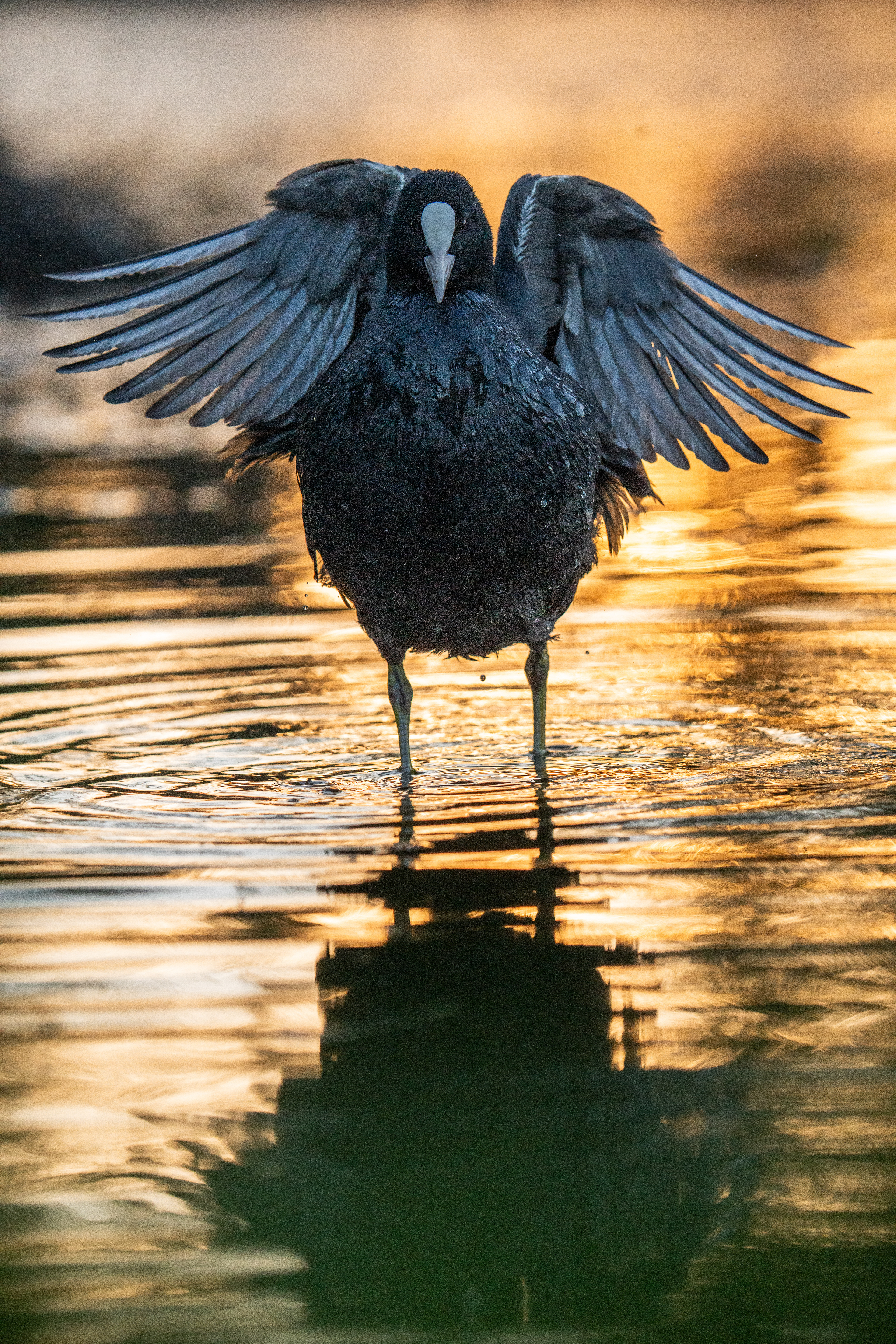 Eurasian coot