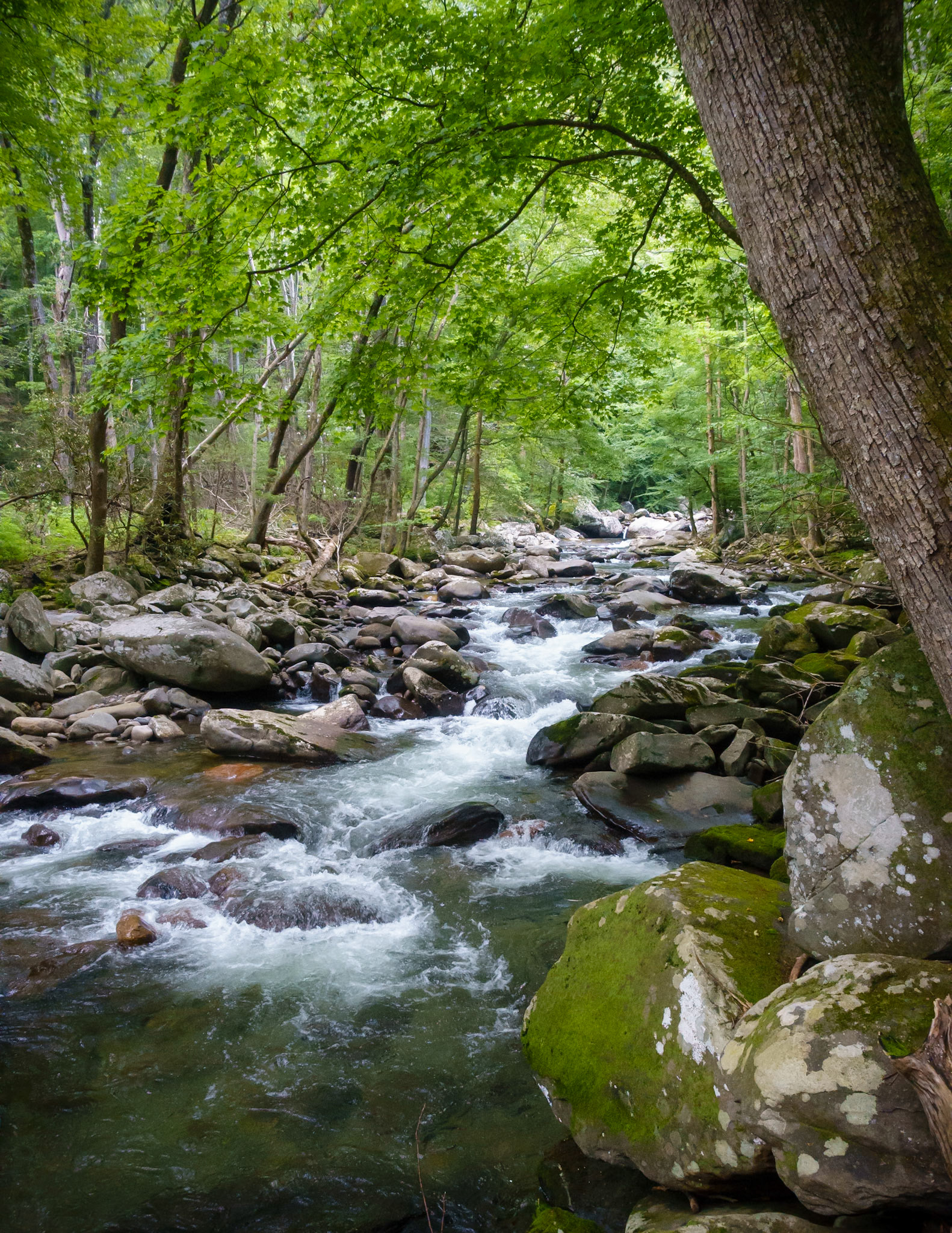 Big Branch Creek in the Rain