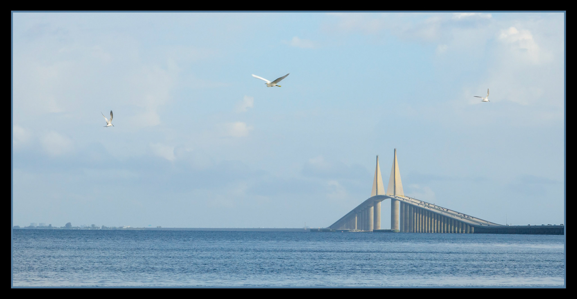 Gulls at the Sunshine Skyway Bridge, St. Petersburg