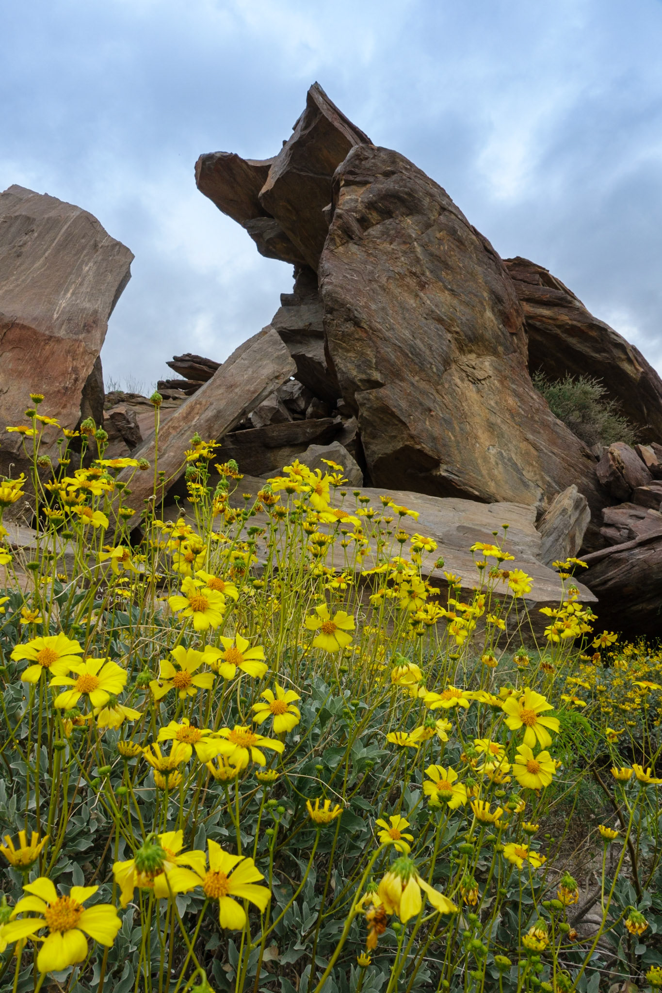 Brittlebush blooming