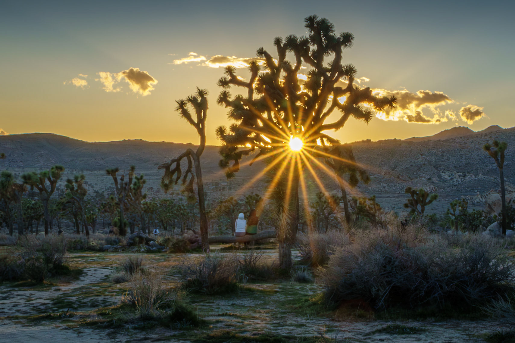 Sunburst in the Joshua Tree