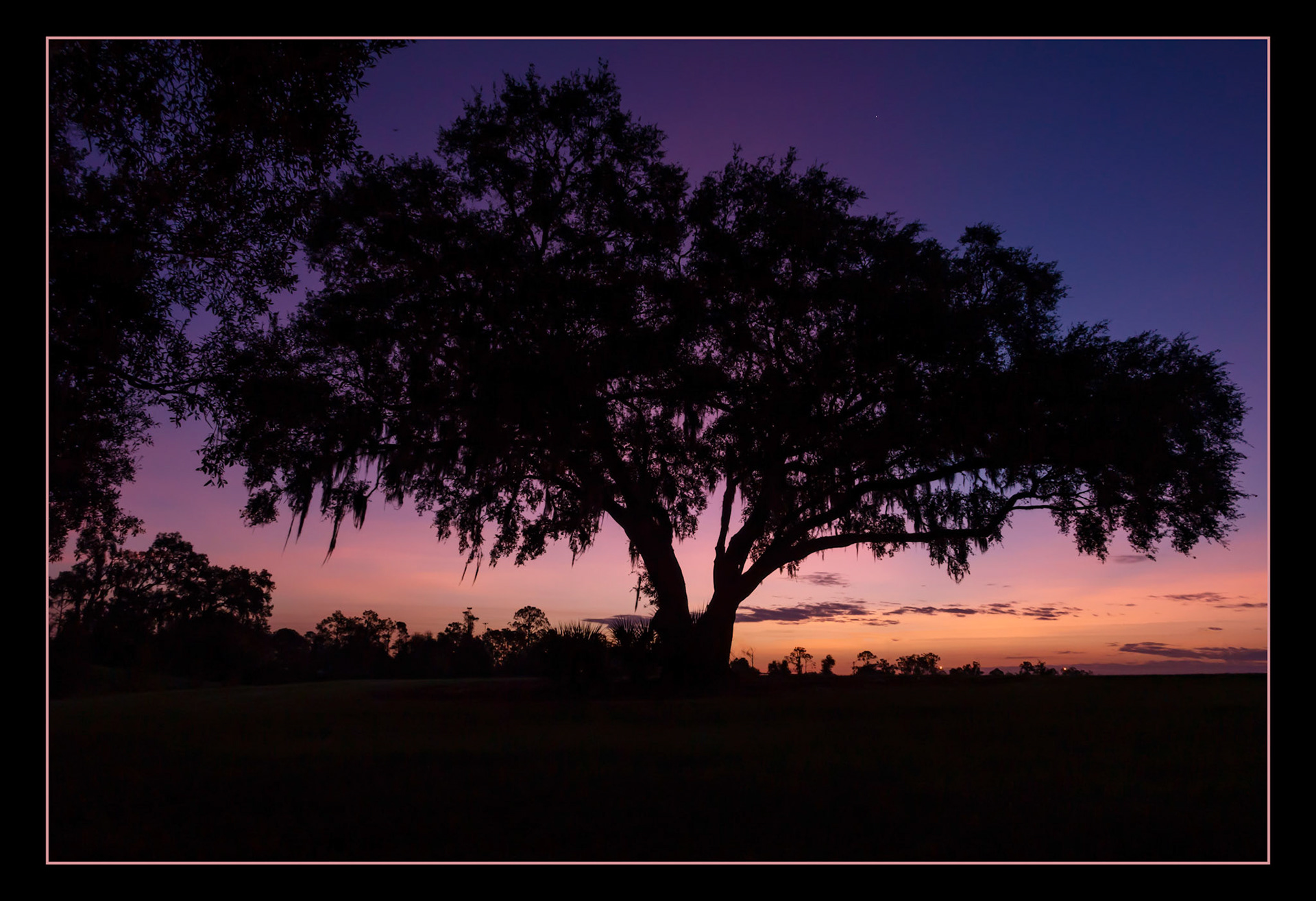 Marie's Oak