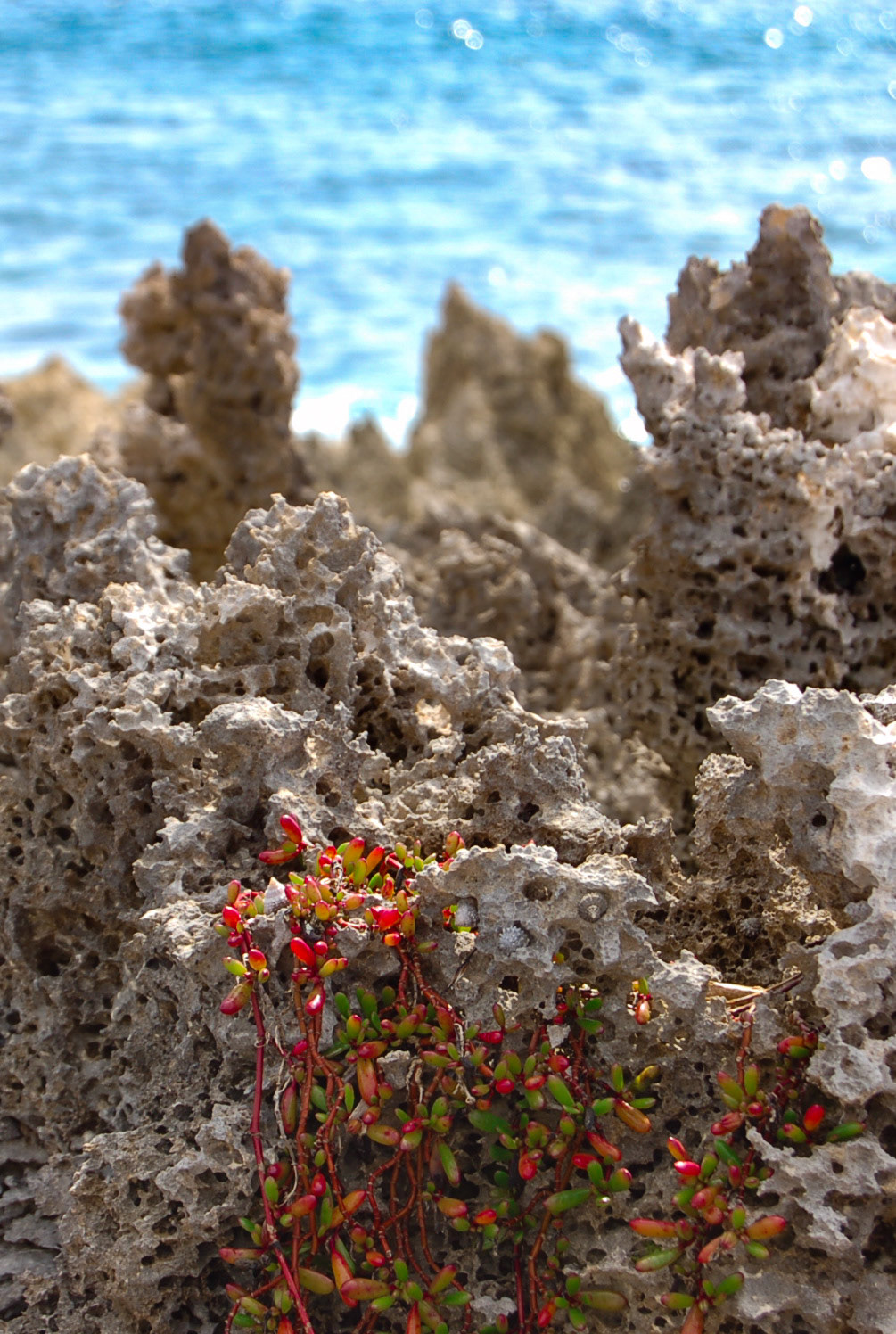 Flora of Peterson Cay, Bahamas