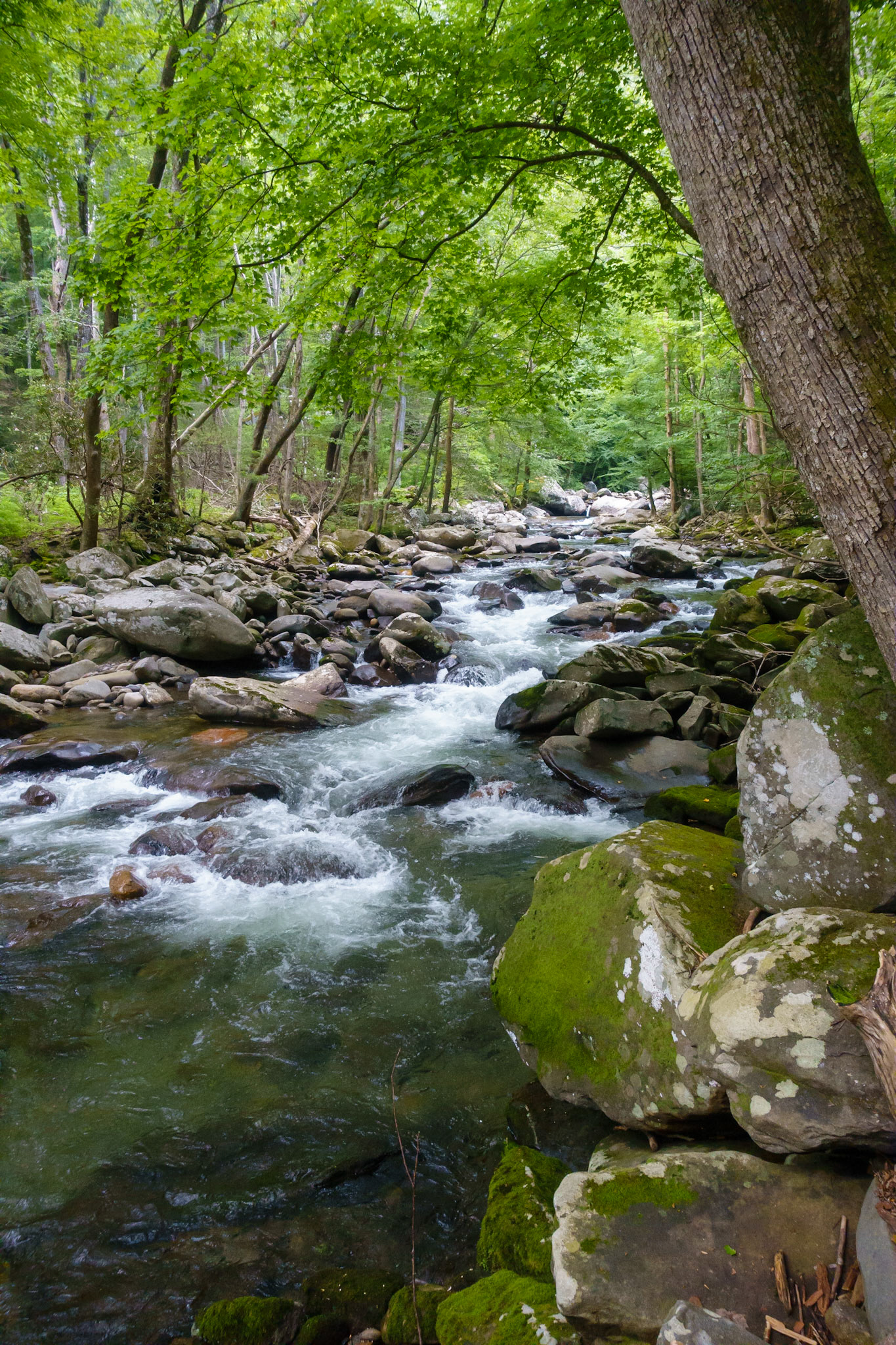 Big Branch Creek in the Rain