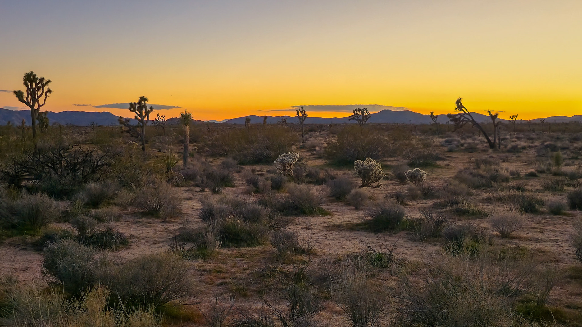 Last Light over the Joshua Trees
