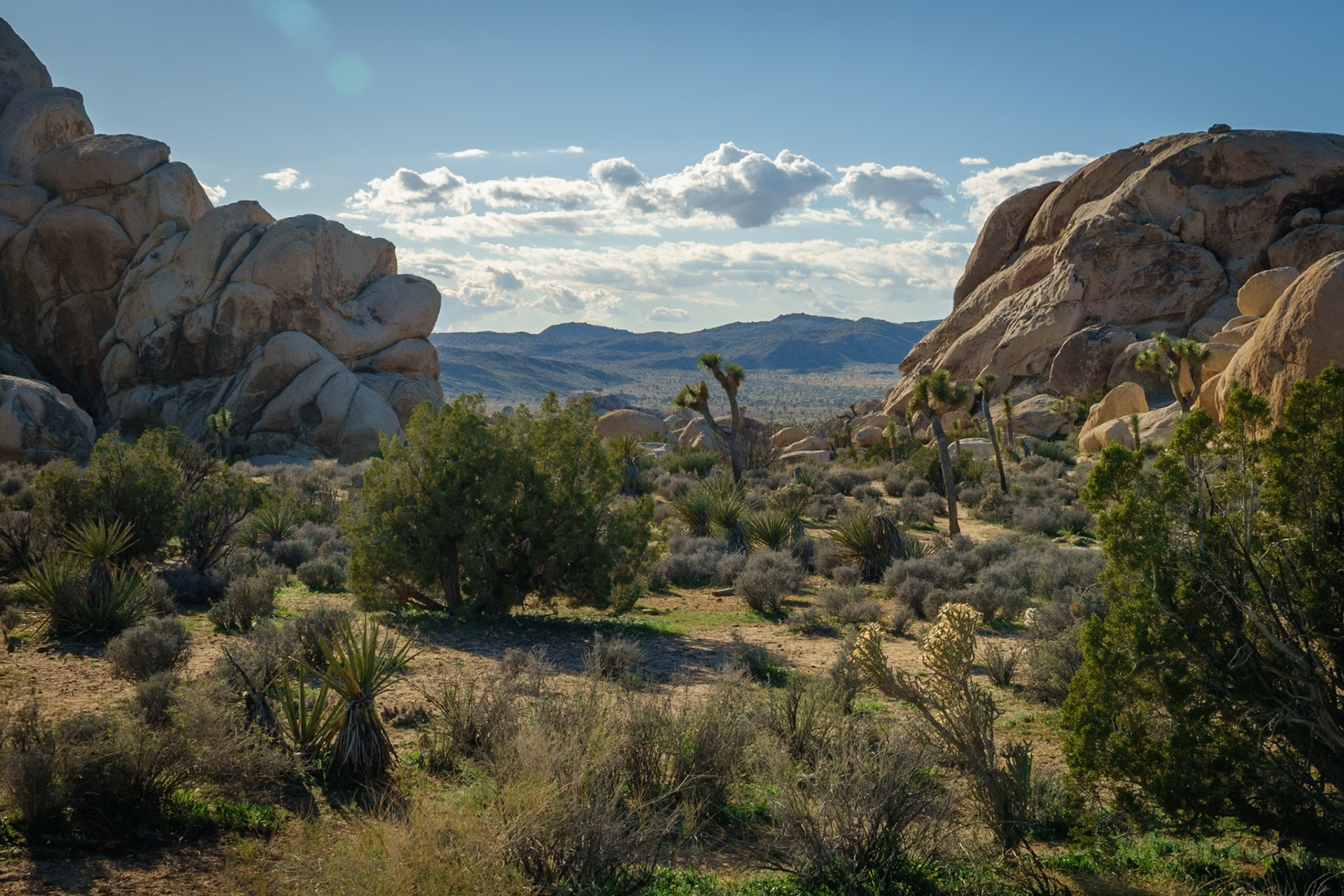 Joshua Tree National Park