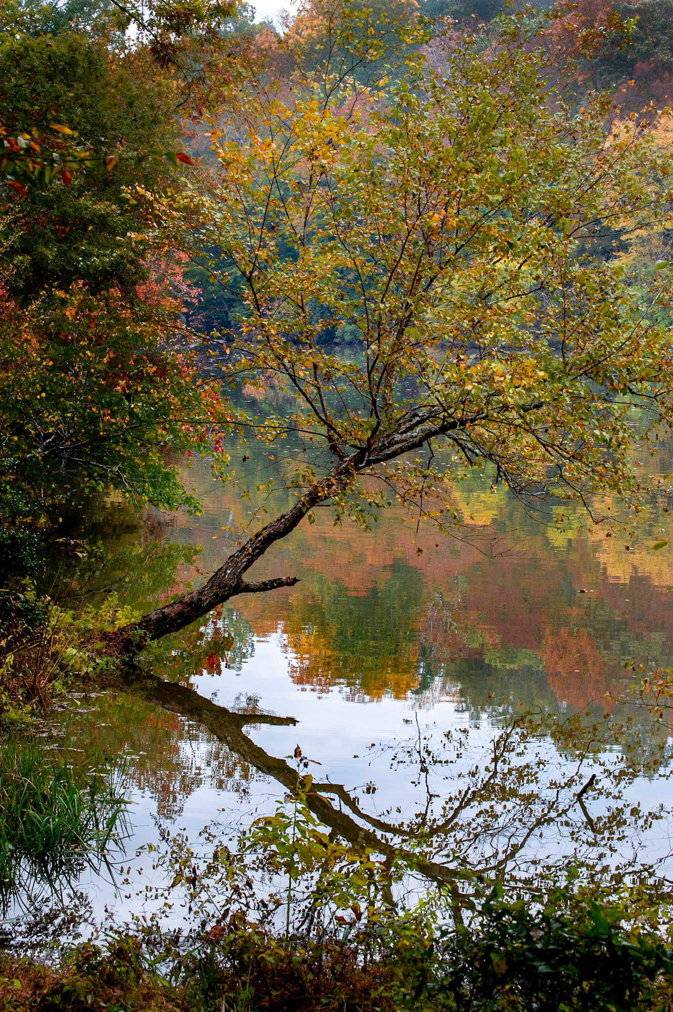 Reflected Autumn, Pocahontas State Park