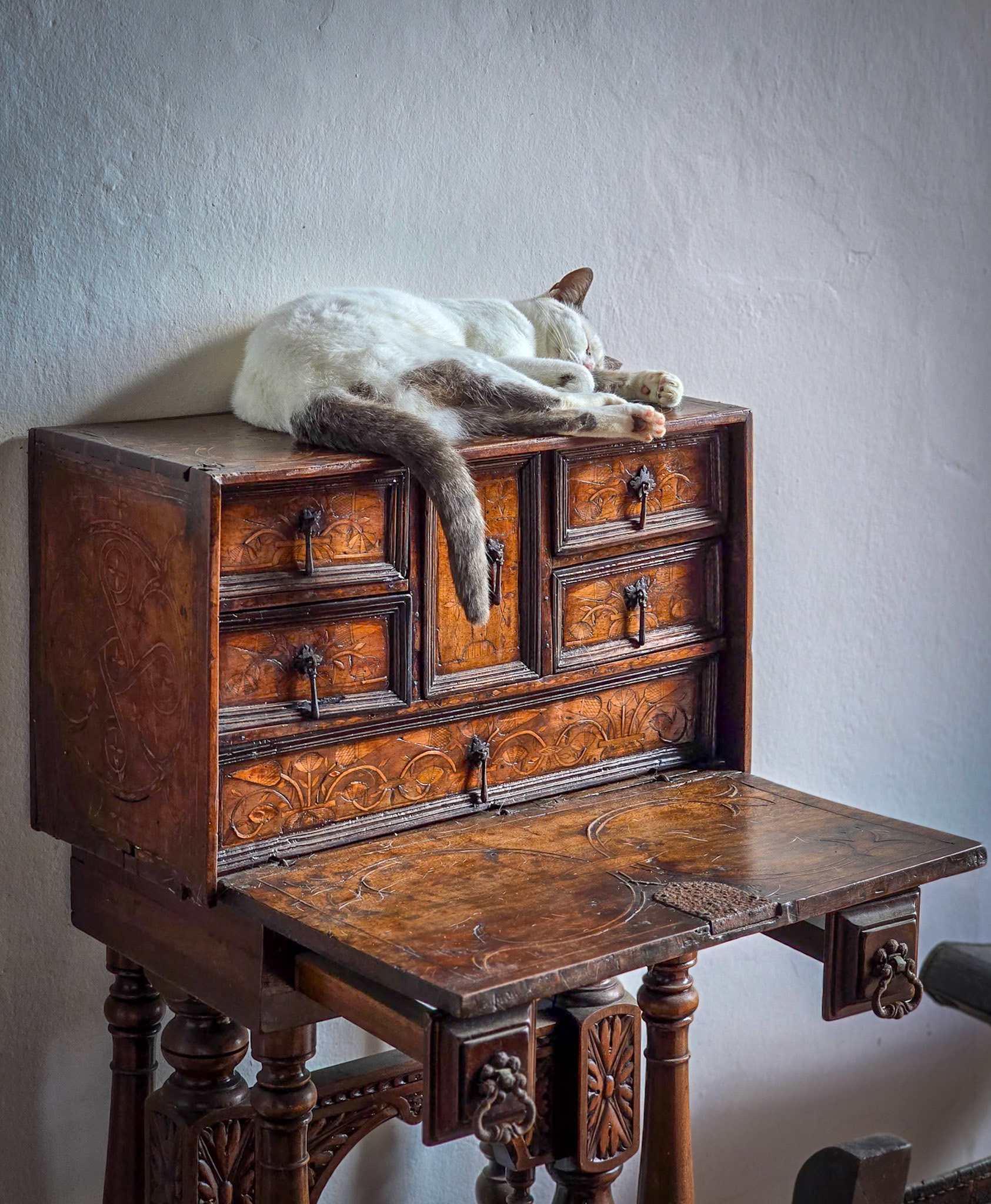 El Gato