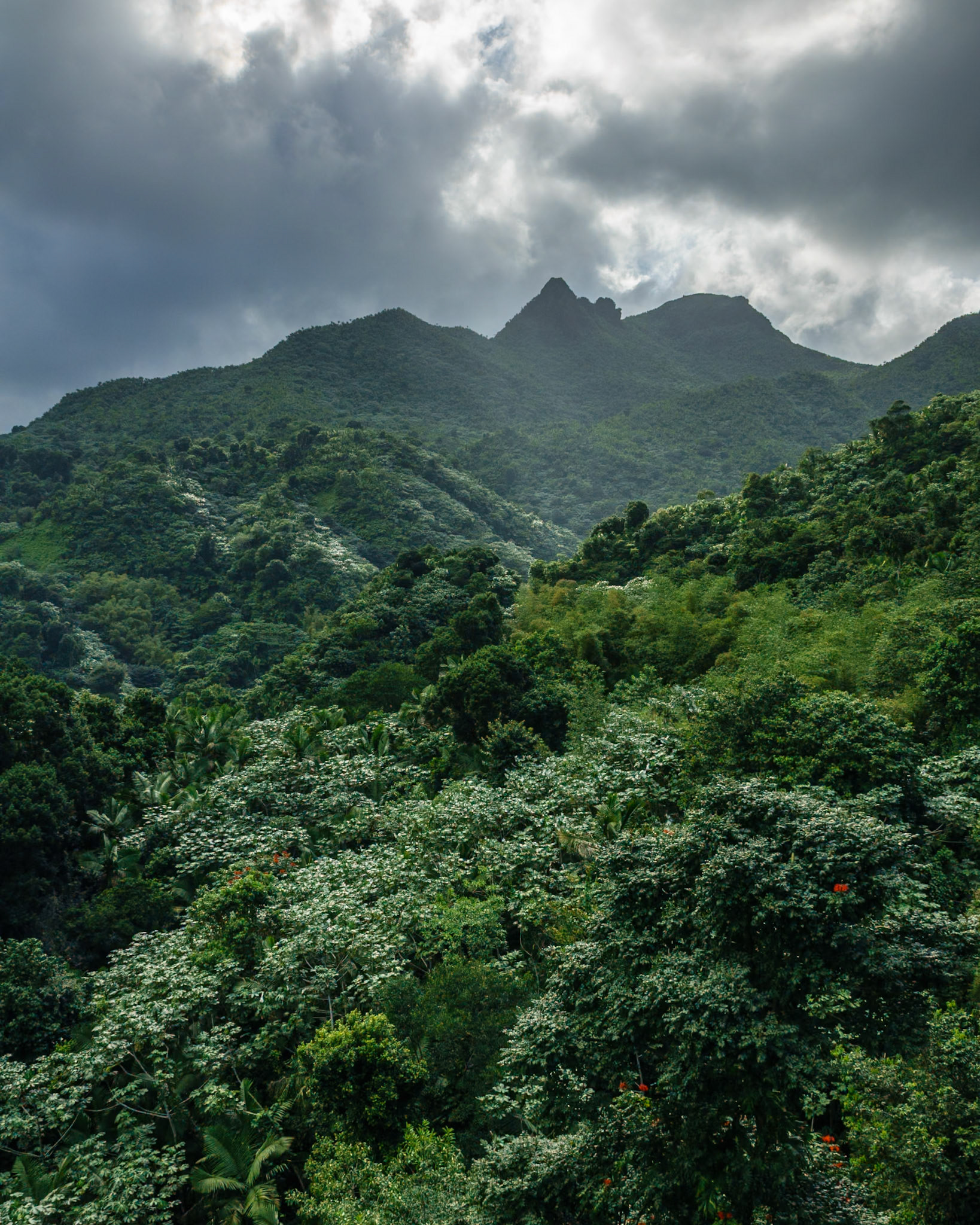 El Yunque National Rain Forest