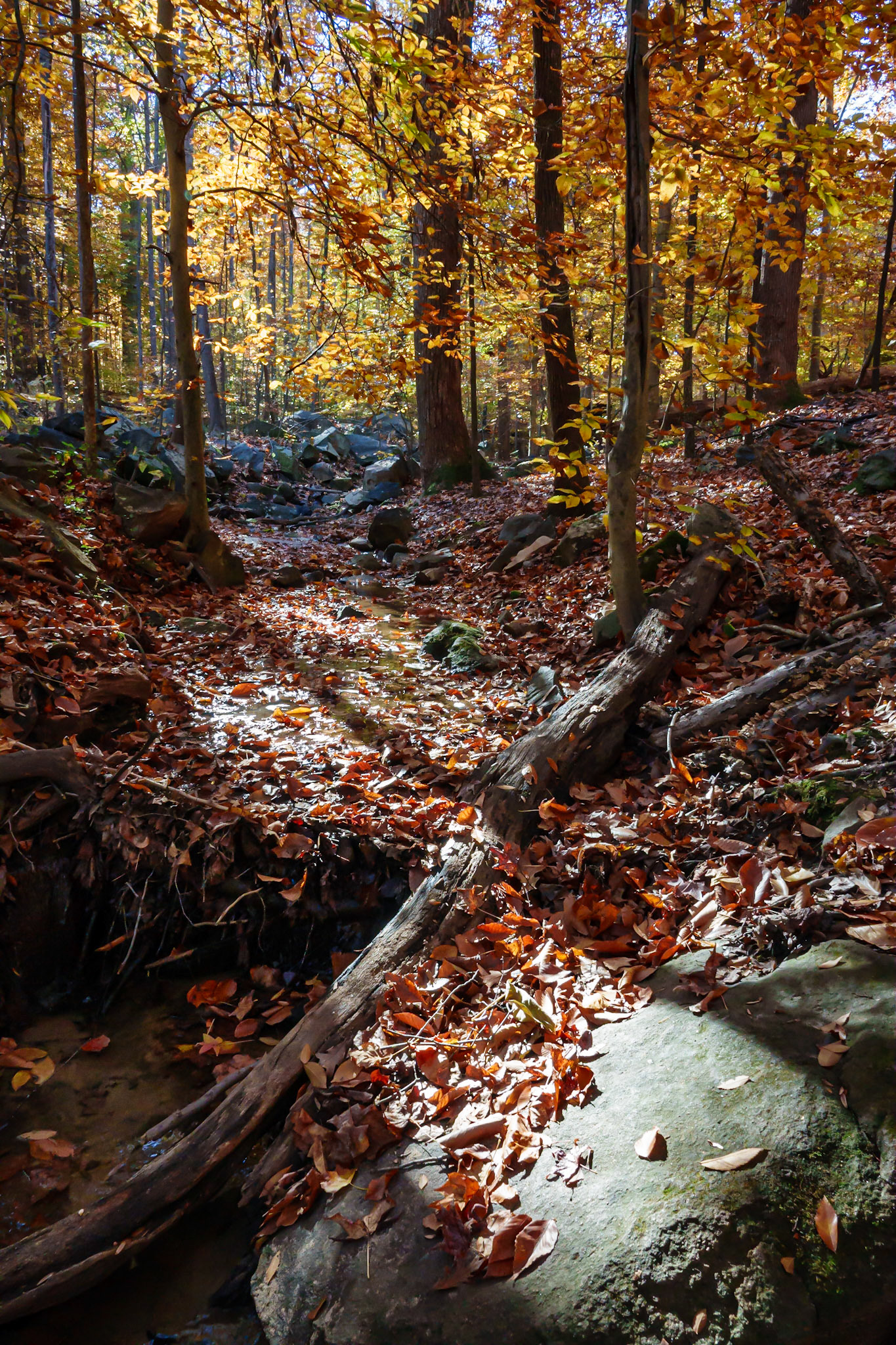 Shadows at Larus Park