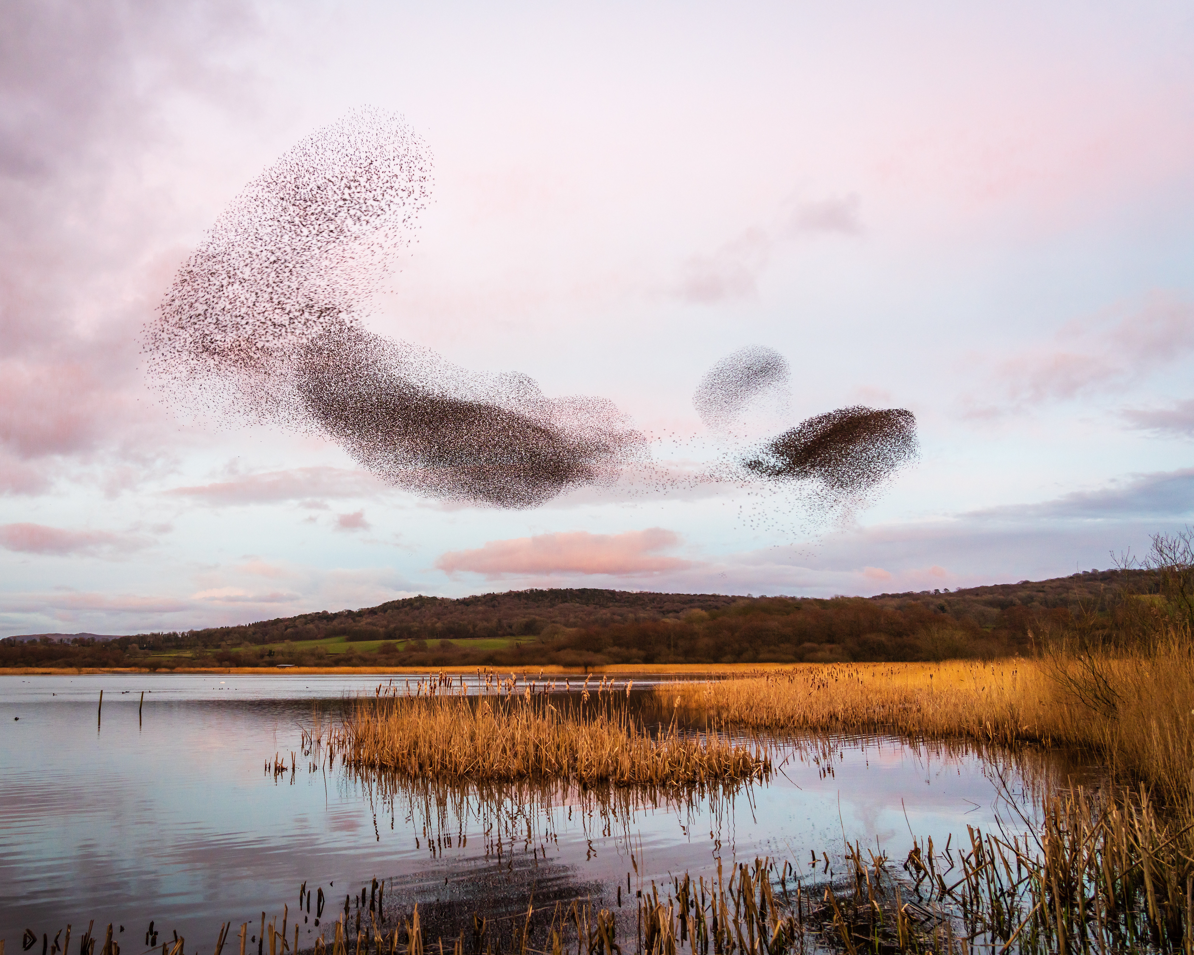 Starlings