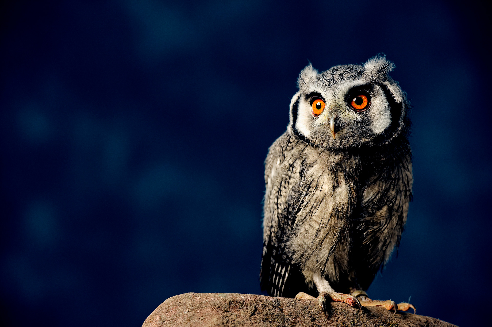 Owls are not all they seem