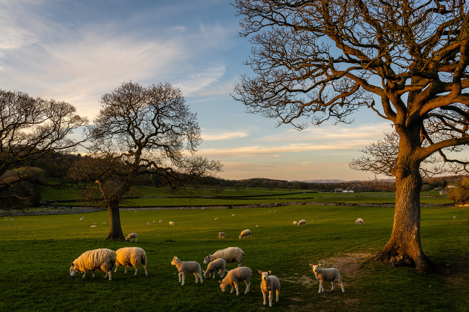 Evening Ewes and Hues