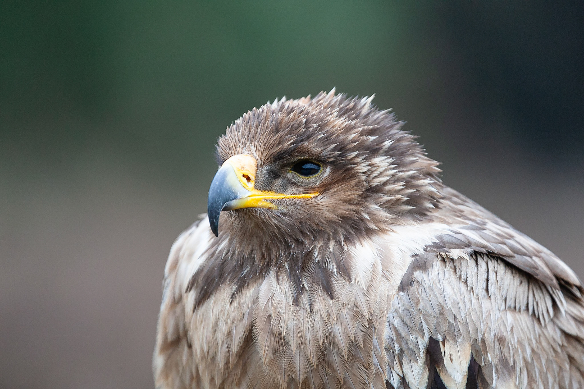 Koen Frantzen | Nature Photography - Birds Of Prey Portraits