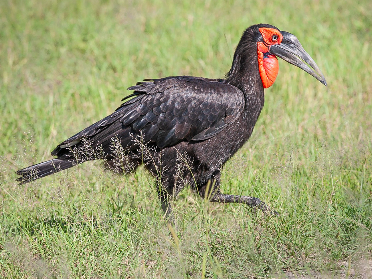 Koen Frantzen | Nature Photography - Zuidelijke hoornraaf / Southern ...