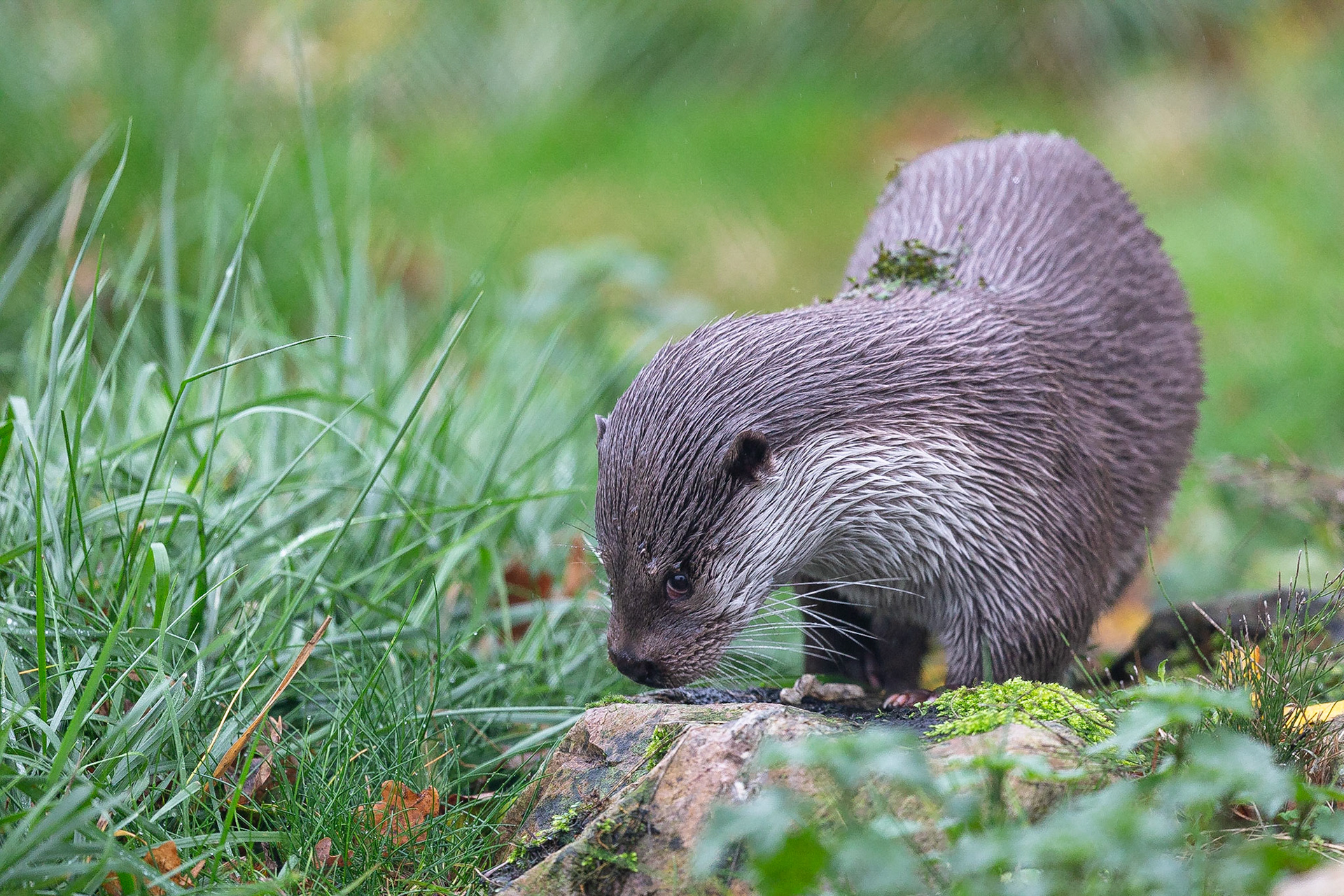 Недра выдры кедры. Выдра и ондатра. Выдра (Lutra Lutra) Чукотка. Eurasian Otter. Речная выдра Ленинградской области.