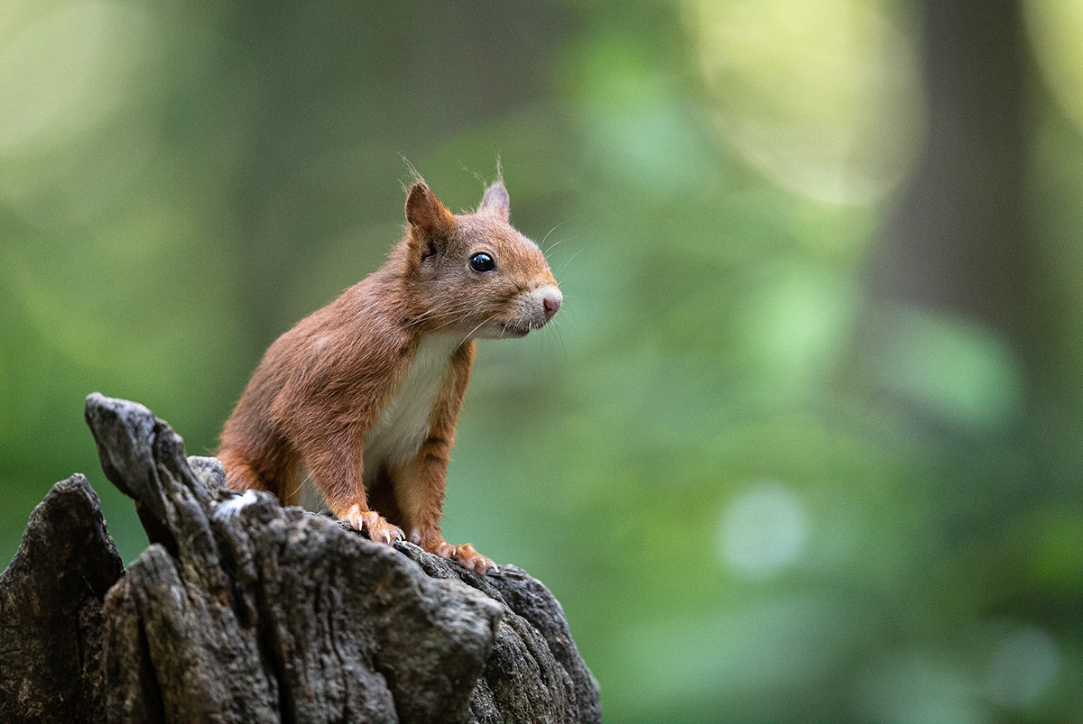 Koen Frantzen | Nature Photography - Eekhoorn / Eurasian red squirrel ...