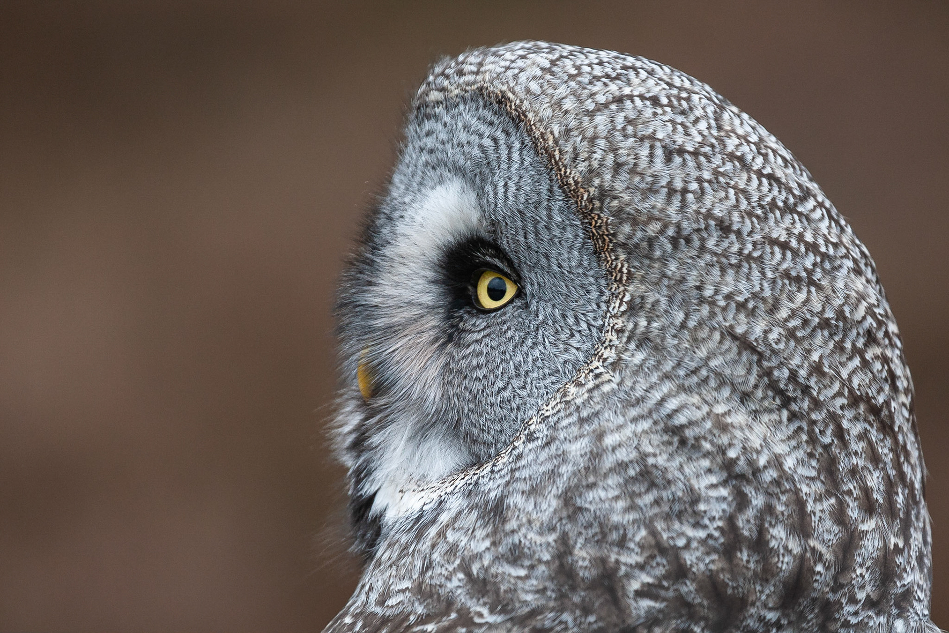 Koen Frantzen | Nature Photography - Birds Of Prey Portraits